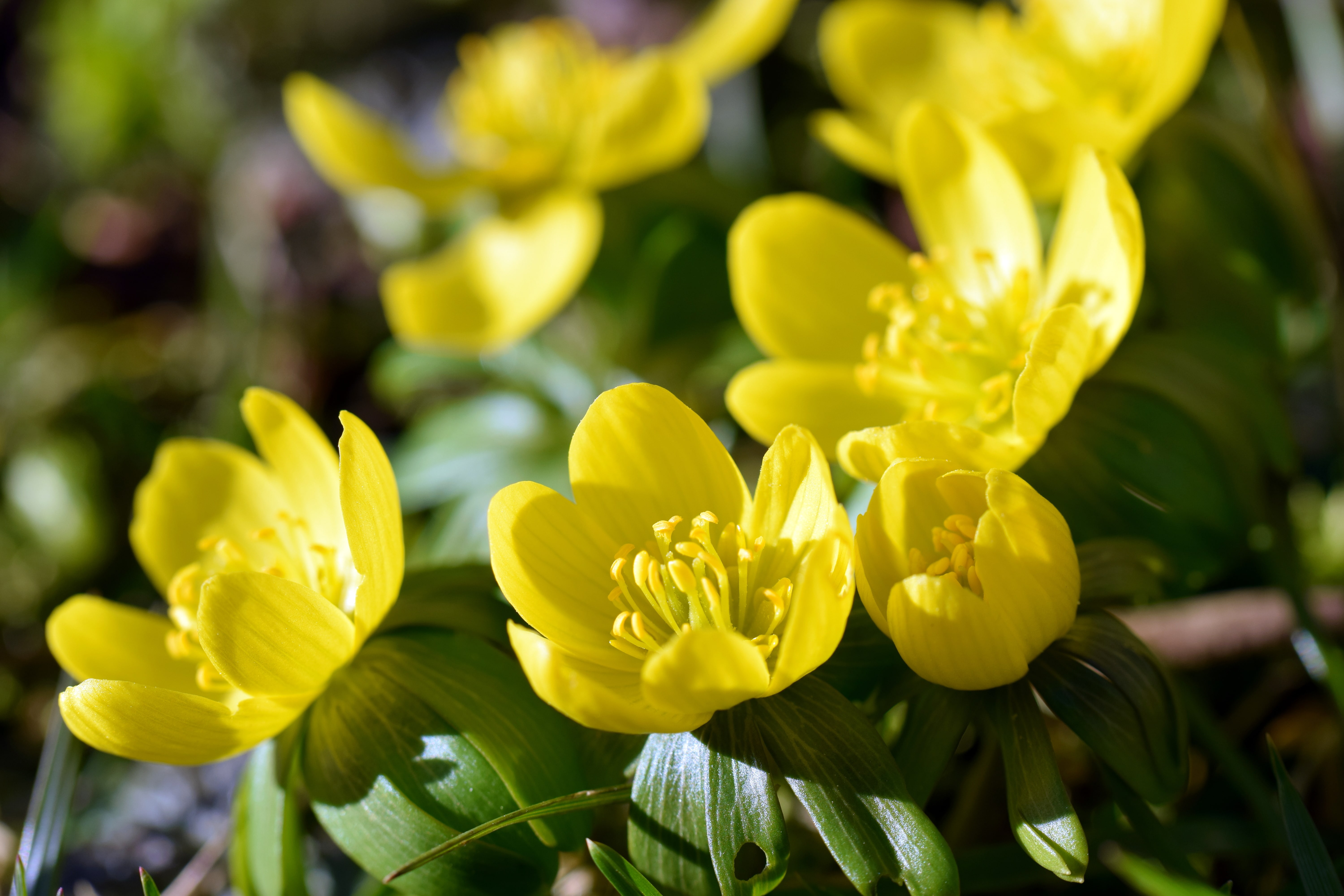 Blossoms of winter aconite (Winterlinge)