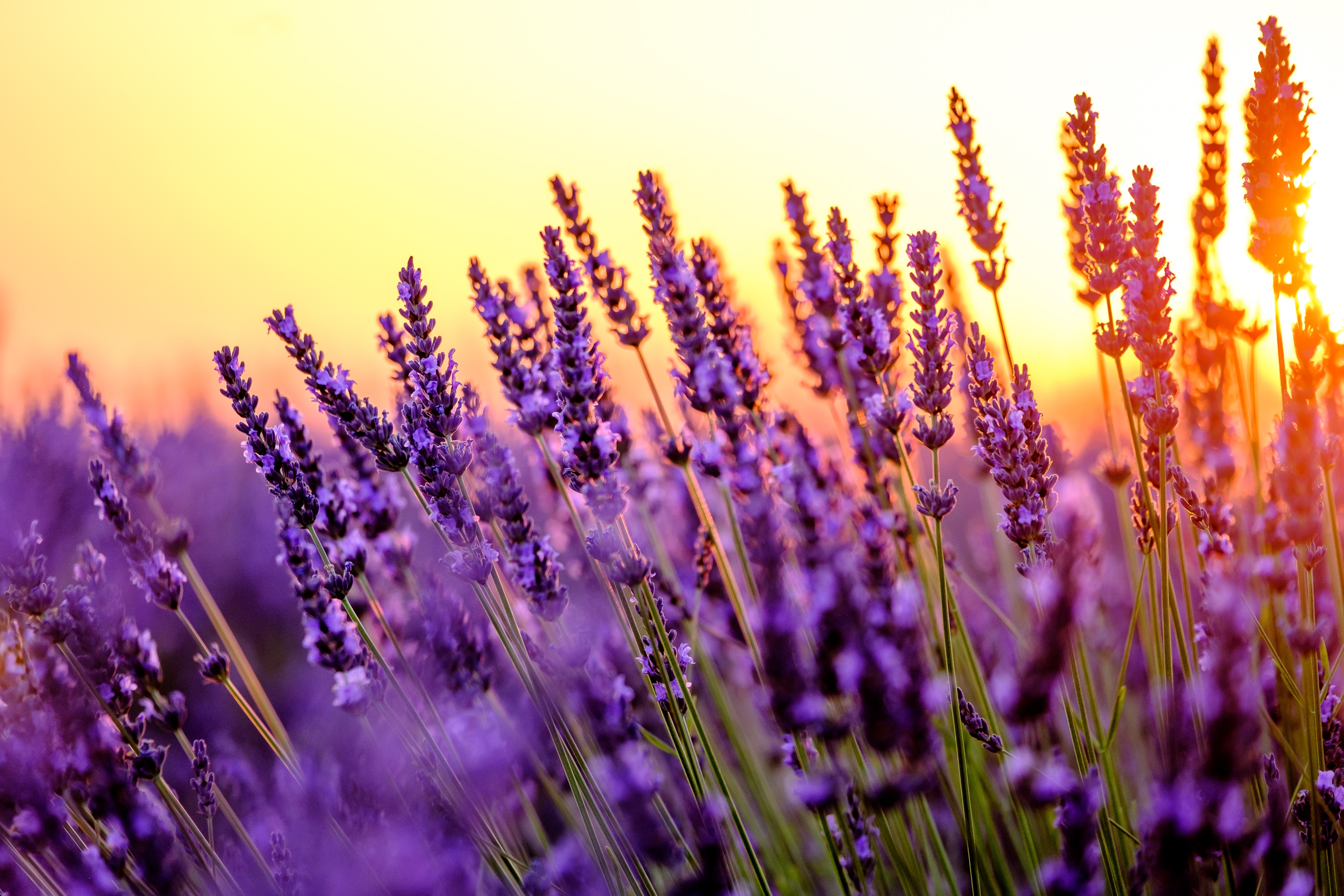 Blooming lavender in a field at sunset in Provence, France