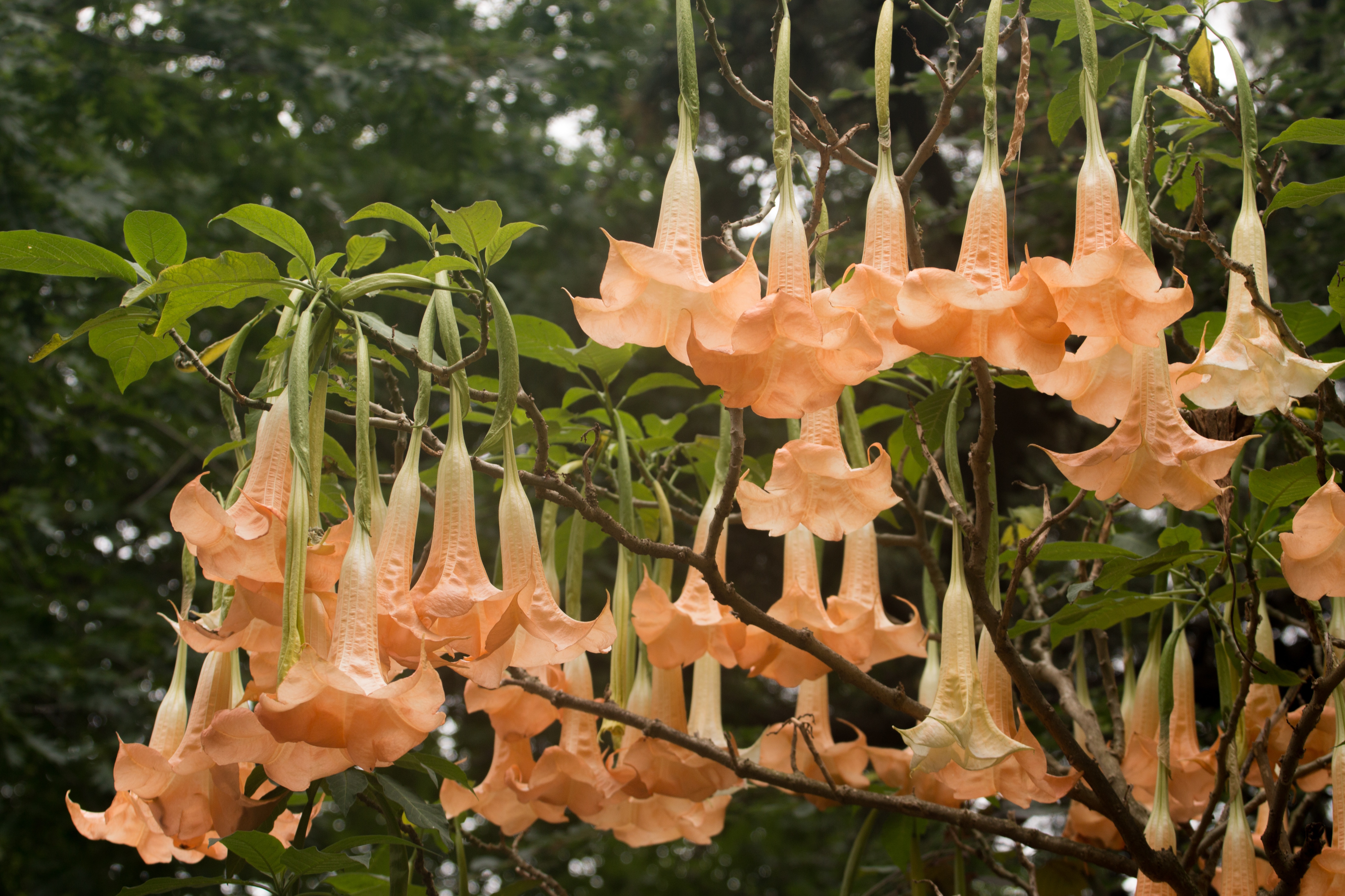 Close up view of the Brugmansia suaveolens flower on a garden.