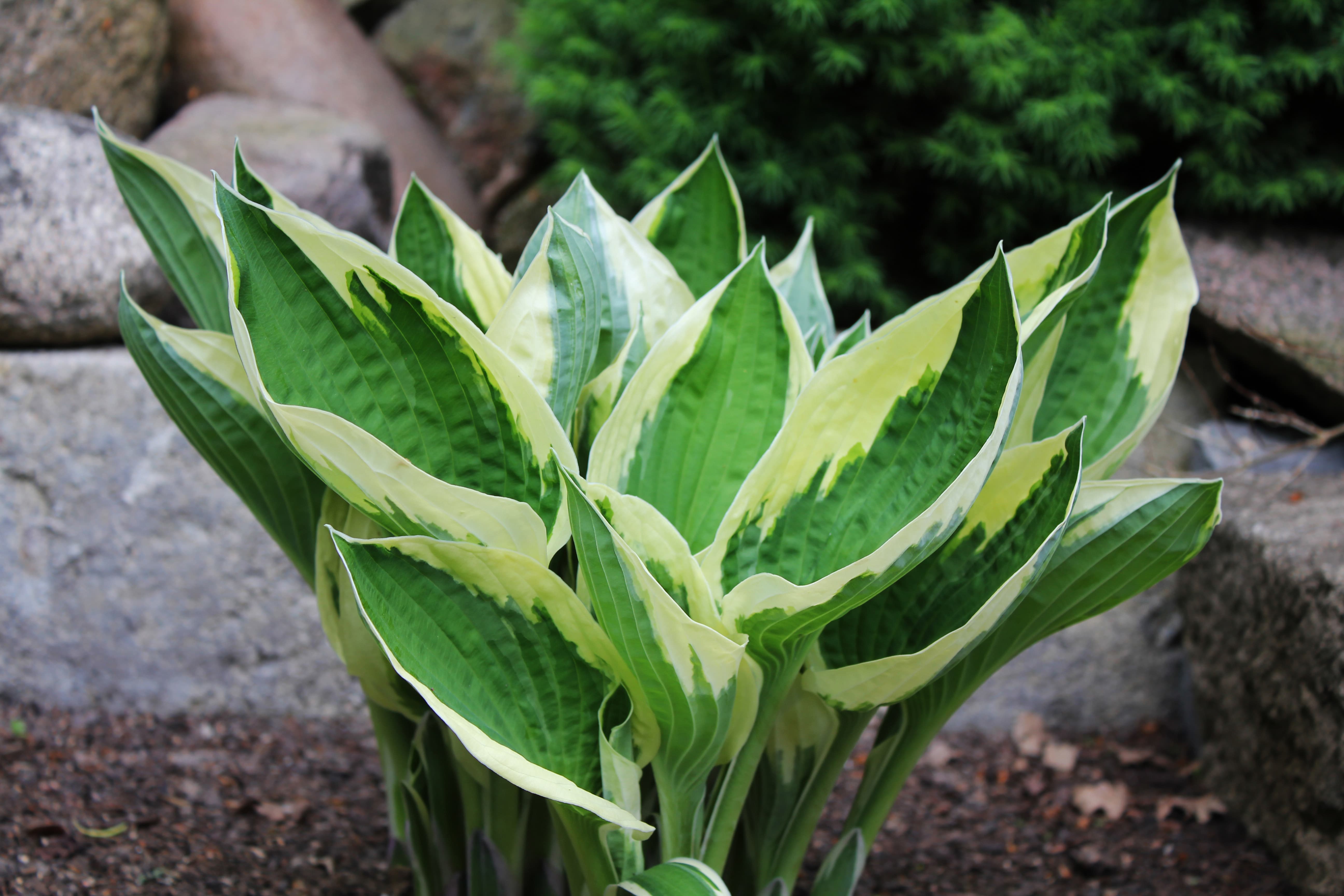 In garden. Hosta is a genus of plants commonly known as hostas, plantain lilies (in Britain) and occasionally by the Japanese name giboshi.