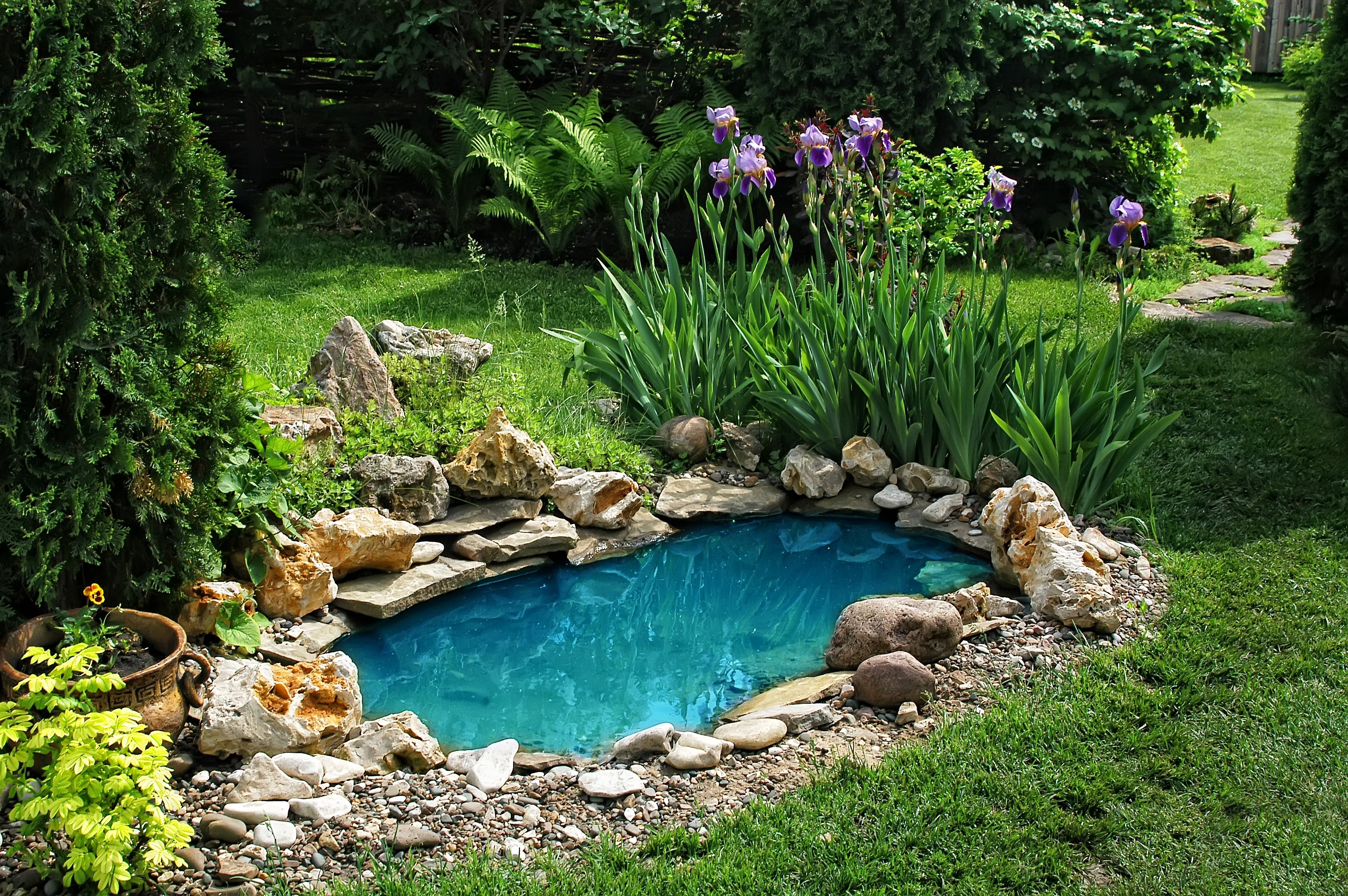 small pond on a summer day in the garden