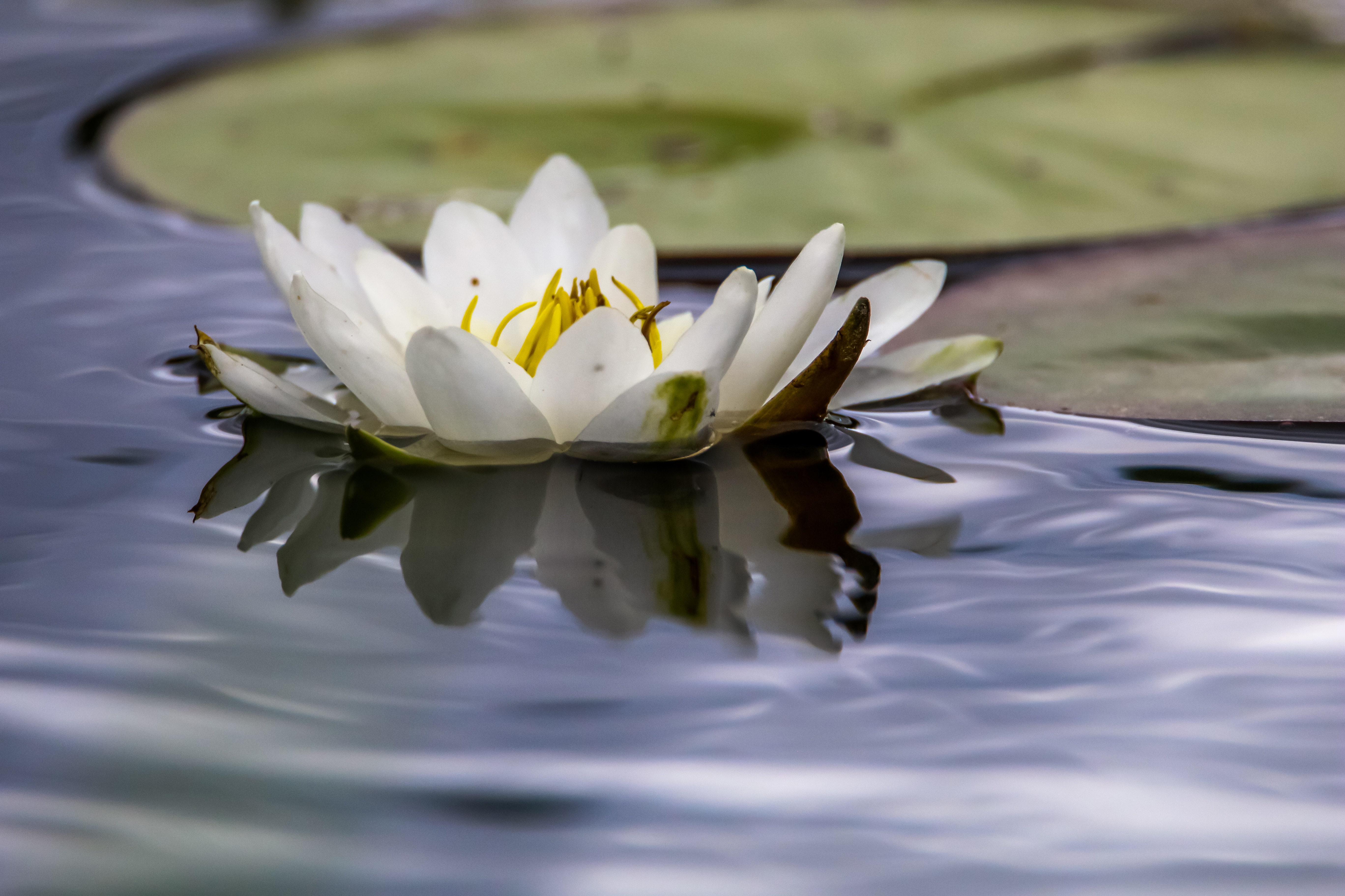 White water lilies bloom in the river, Latvia. Water lily flower with green leaves in the water. White water lily in river as background.