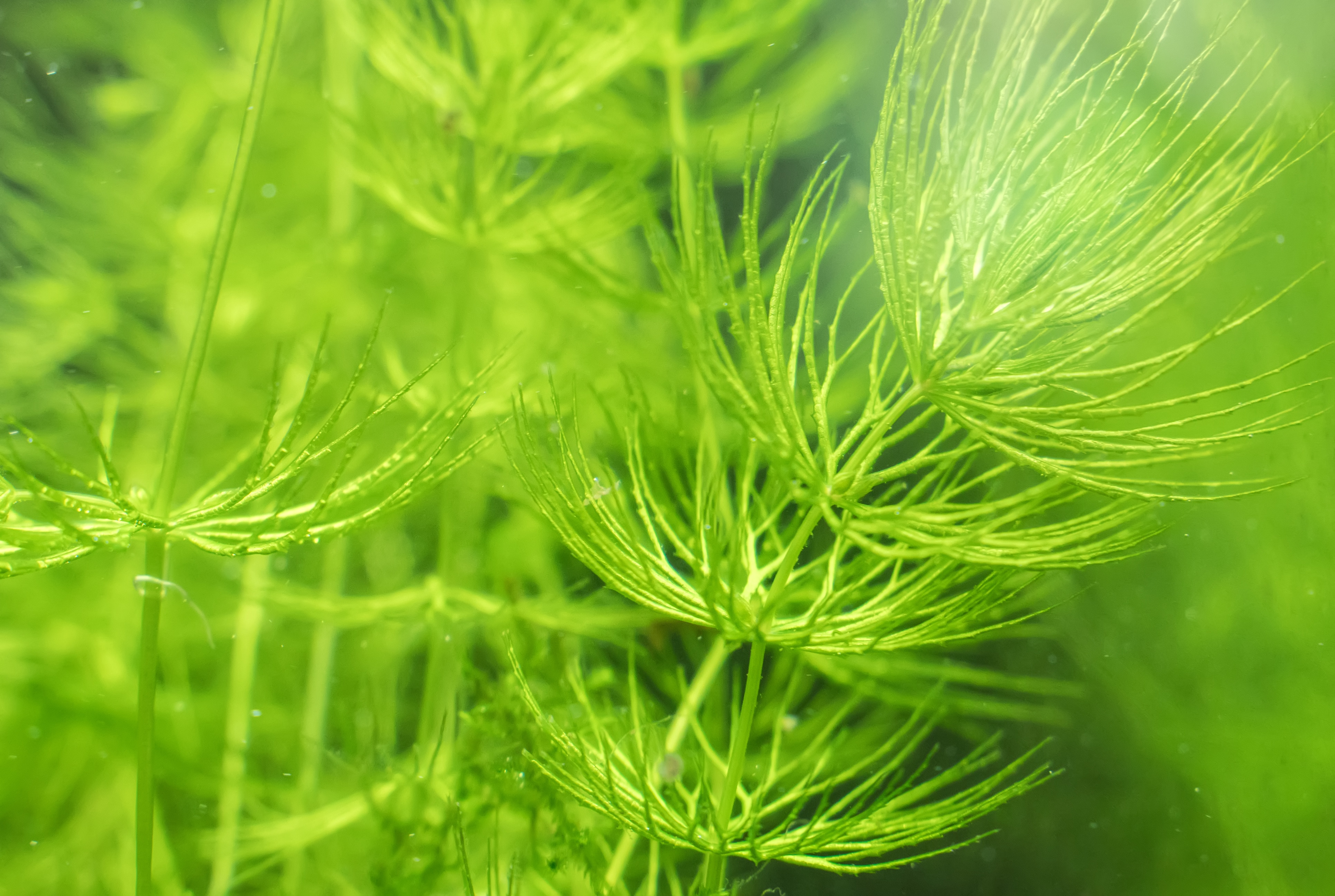 Close-up view of Freshwater Plant. Ceratophyllum demersum.