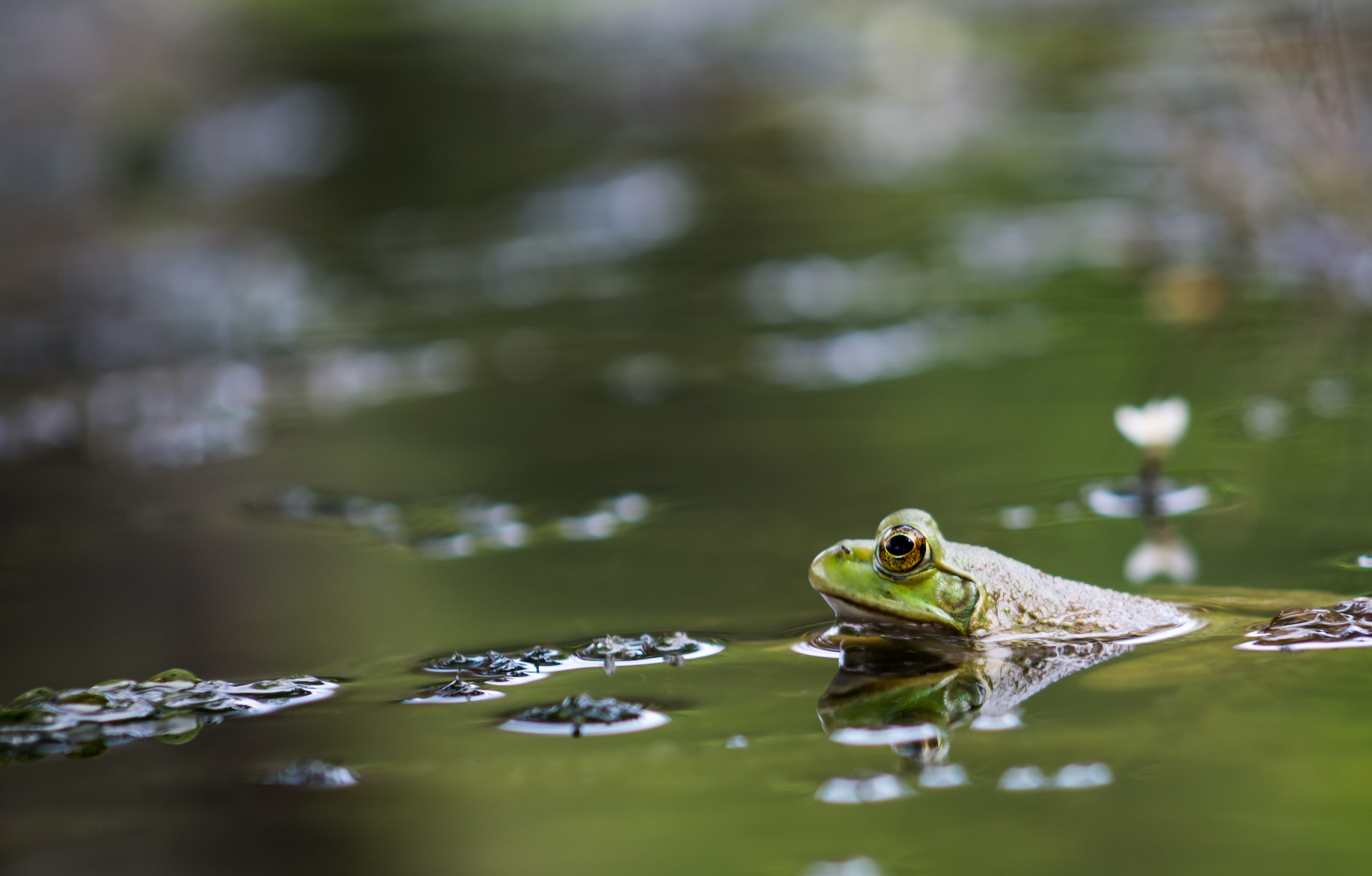 frog swimming in the green pond