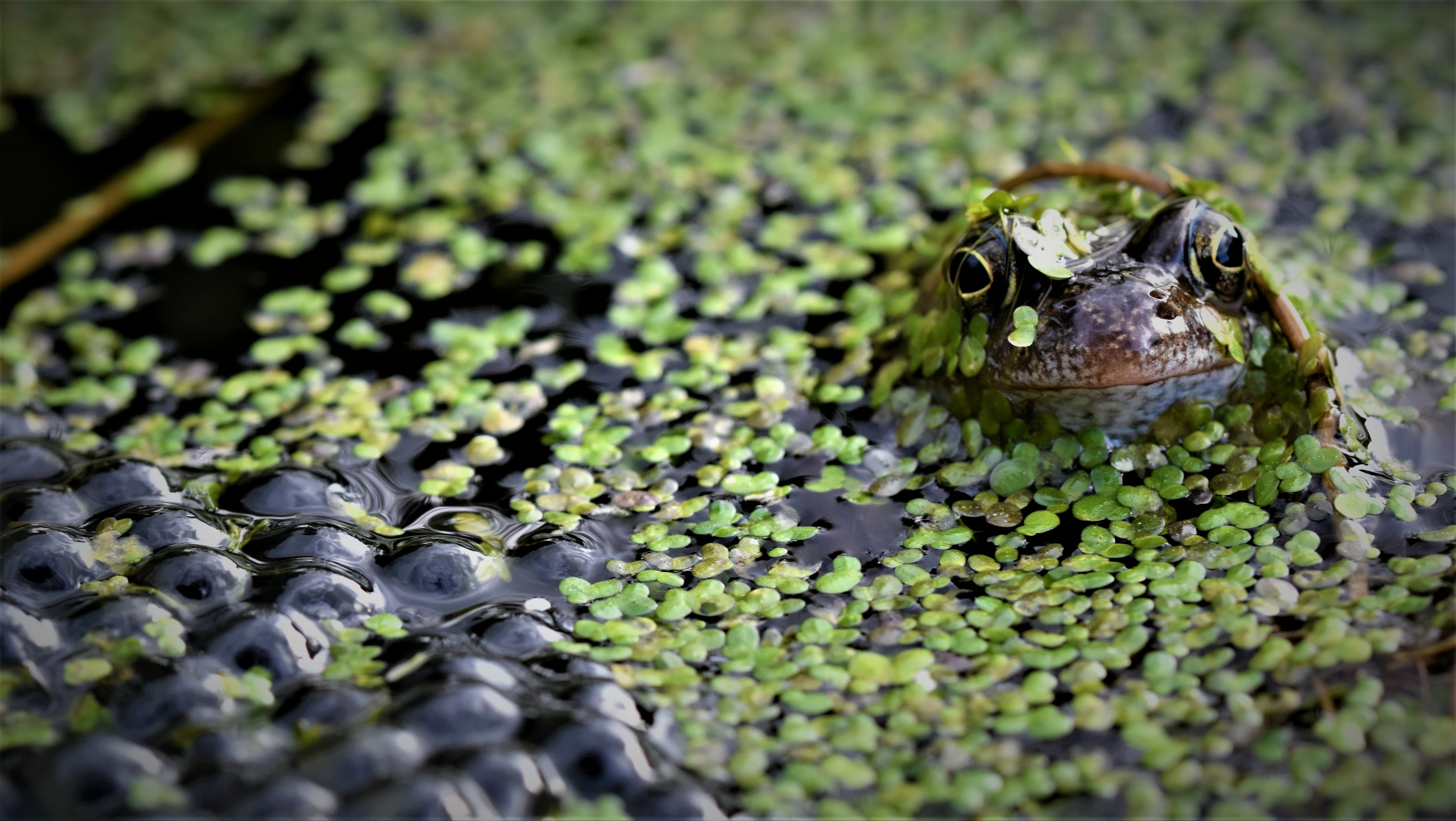 Frog guarding its spawn, Doncaster, South Yorkshire