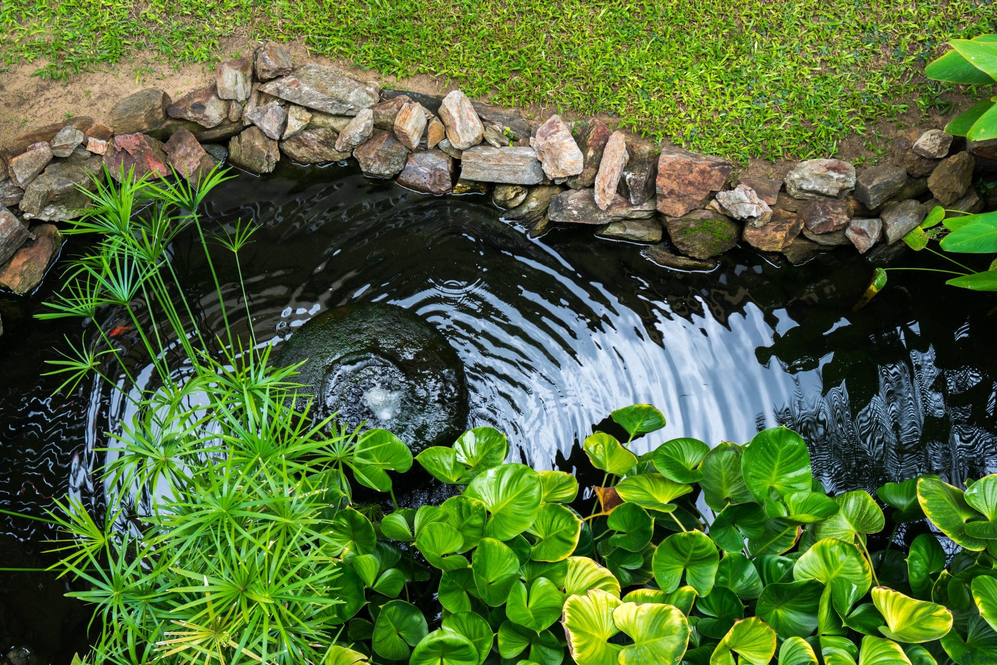 Plants for Your Pond Cultivation Street