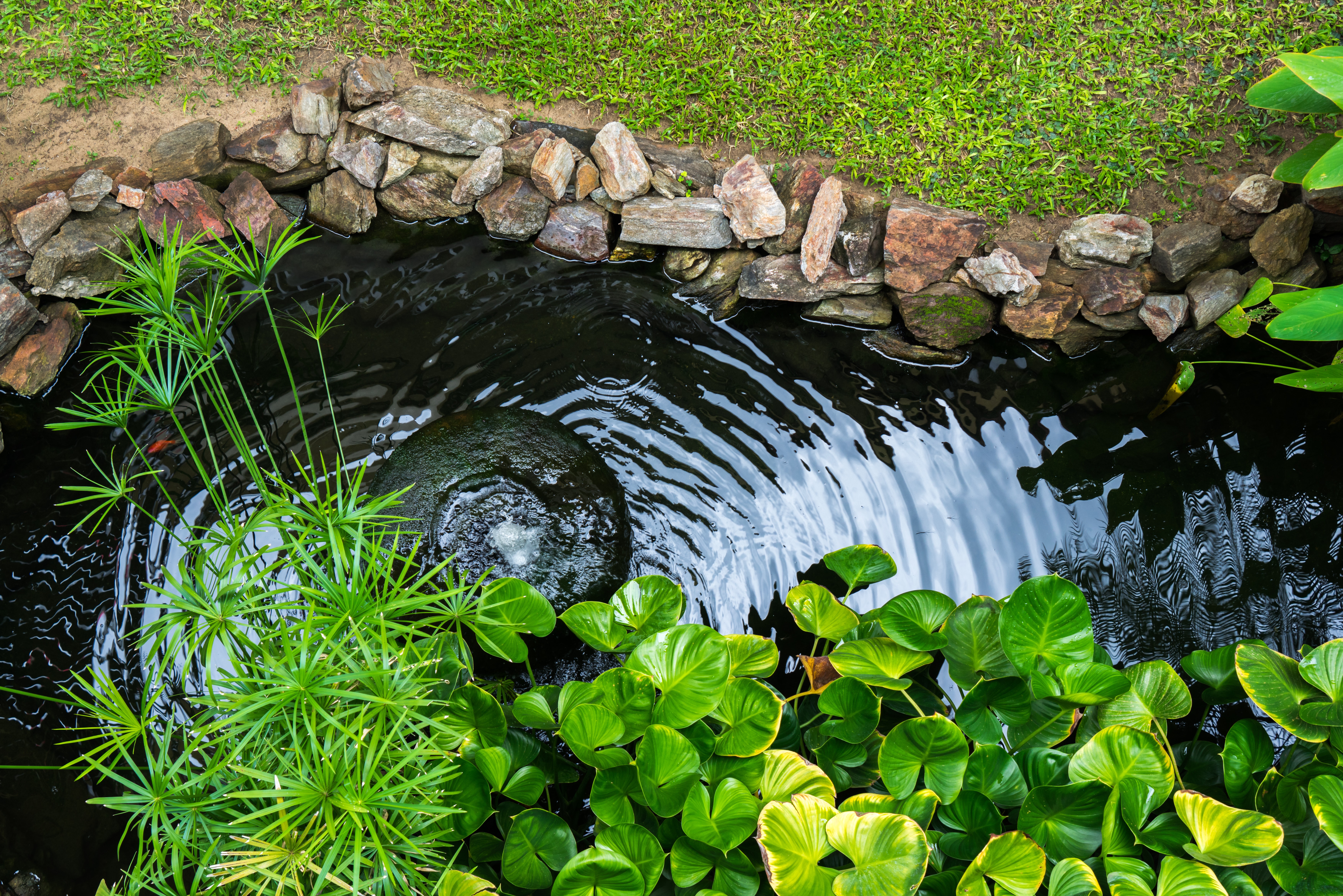 Decorative pond with fountain and gold fish in garden