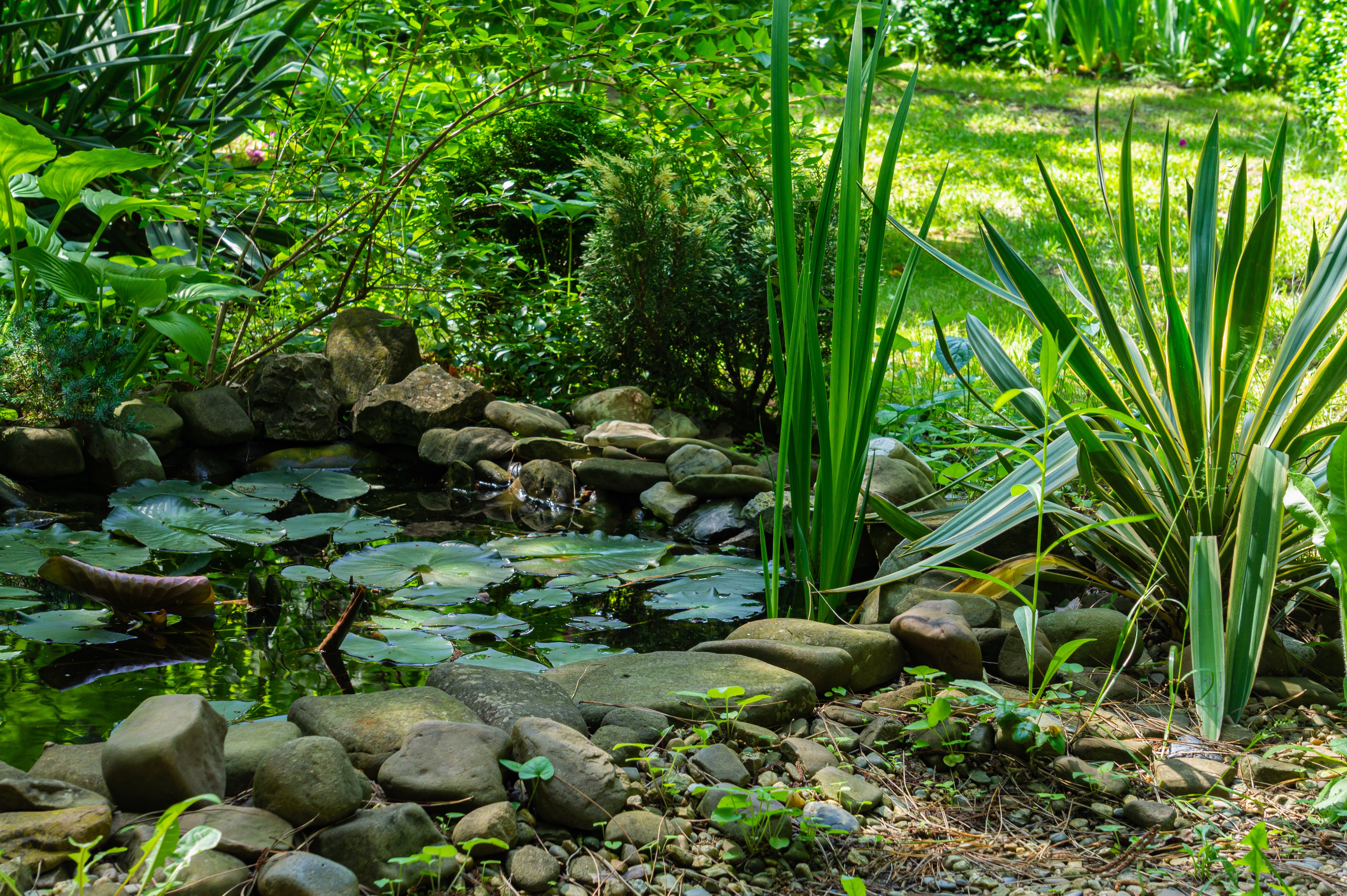 Beautiful small garden pond with stone shores in the spring. On shore among stones, striped yucca of Gloriosa Variegata grows. Selective focus. Nature concept for design.