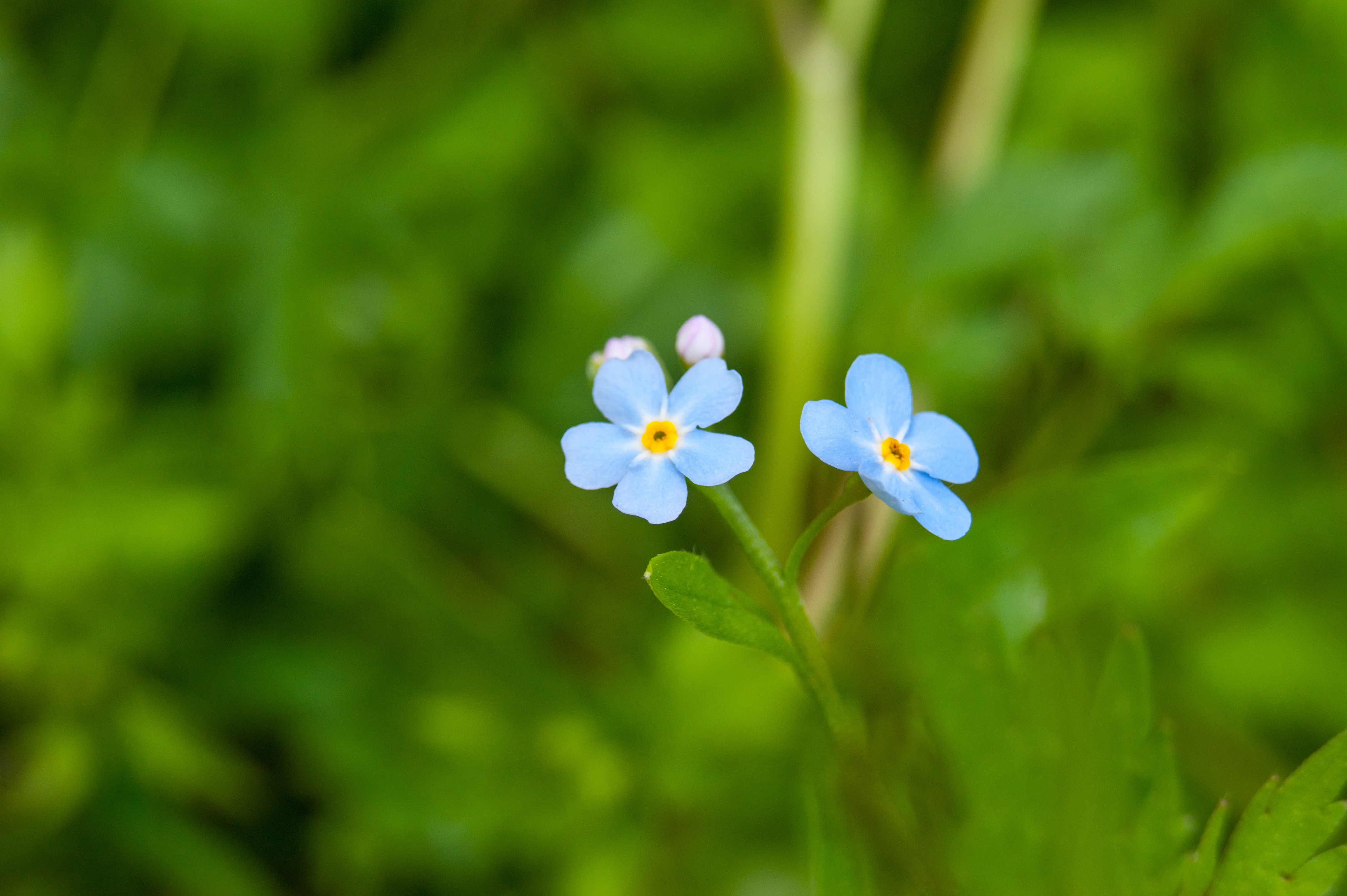 Myosotis scorpioides true or water  forget-me-not