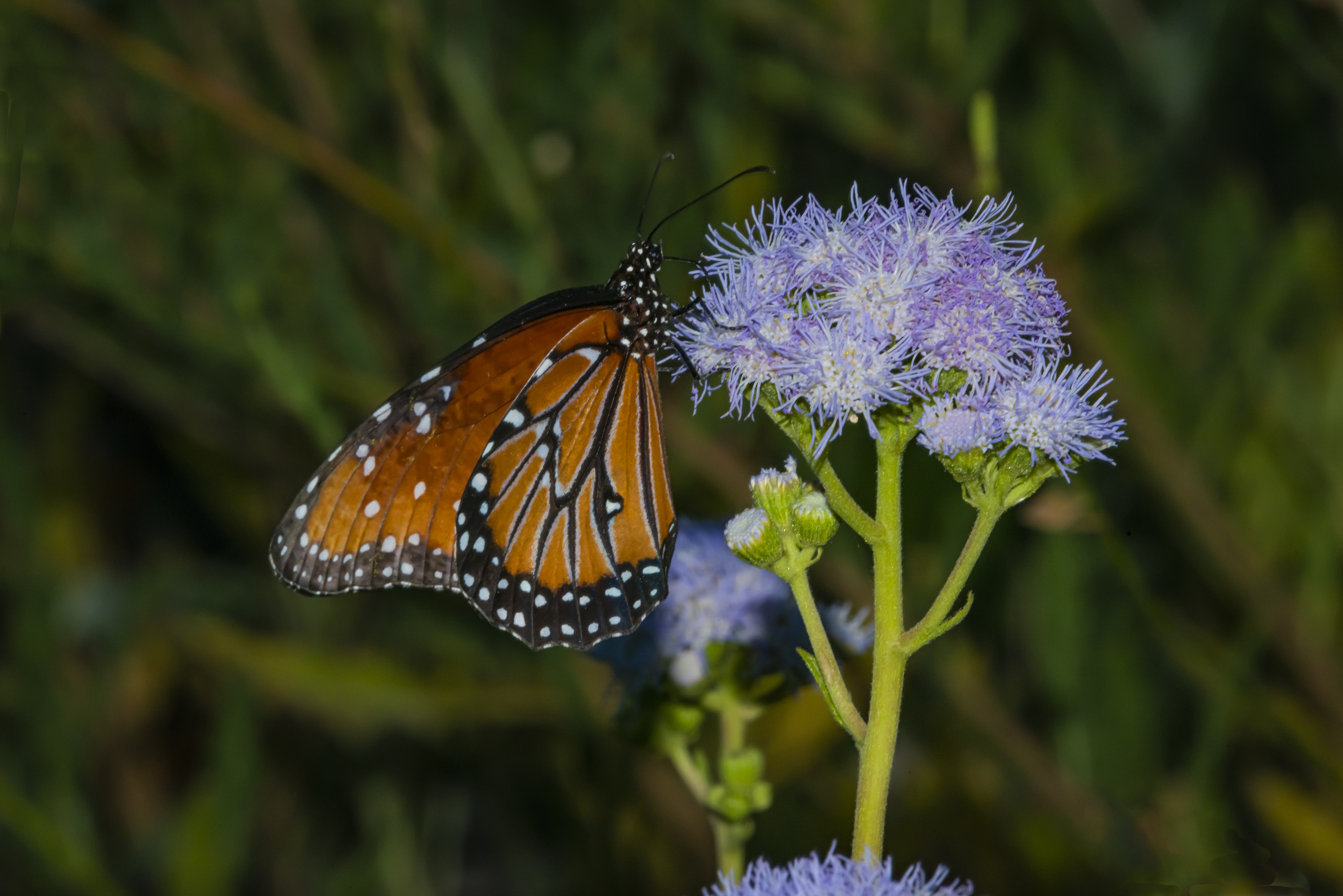 Queen Butterfly (Danaus gilippus) Feeding on Butterfly Mist Plant (ageratum corymbosum)