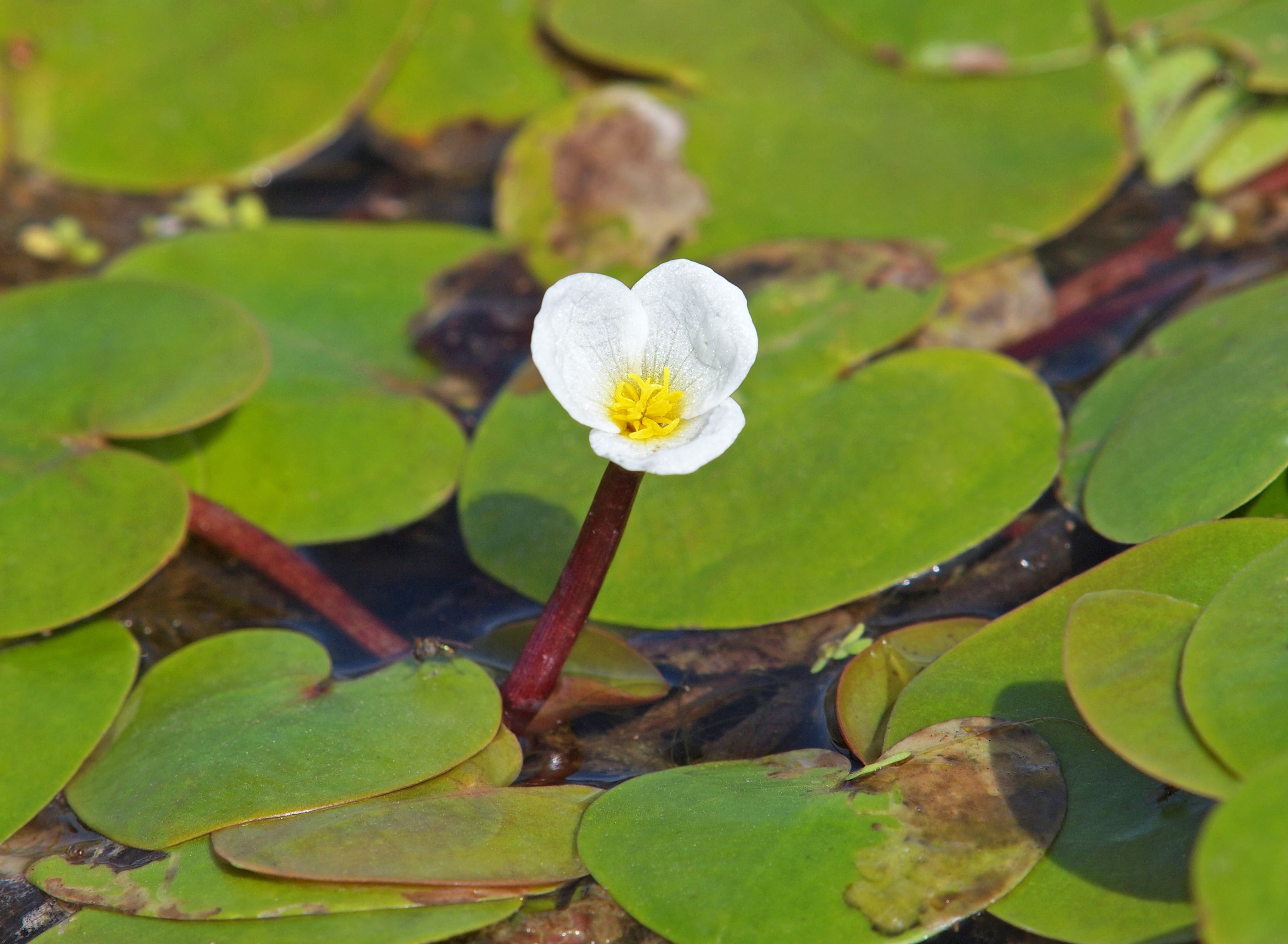 White flower of European frogbit, a floating aquatic plant, Hydrocharis morsus-ranae