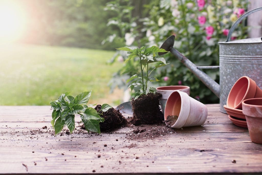 Outdoor garden bench with pepper plants and soil spilling from clay pottery in front of a stand of hollyhock plants. Extreme shallow depth of field with selective focus on tipped over pot.