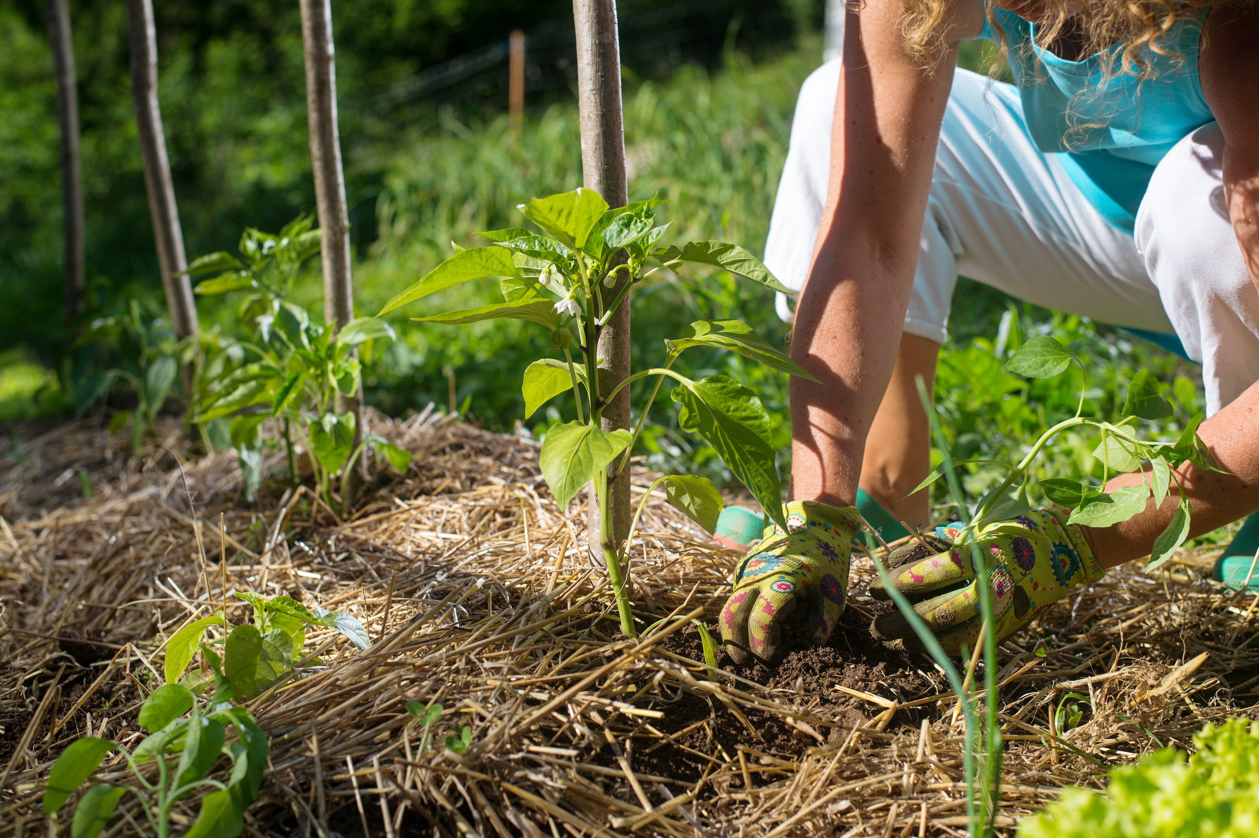 Covering young capsicum plants with straw mulch to protect from drying out quickly ant to control weed in the garden. Planting, using mulch for weed control, water retention.
