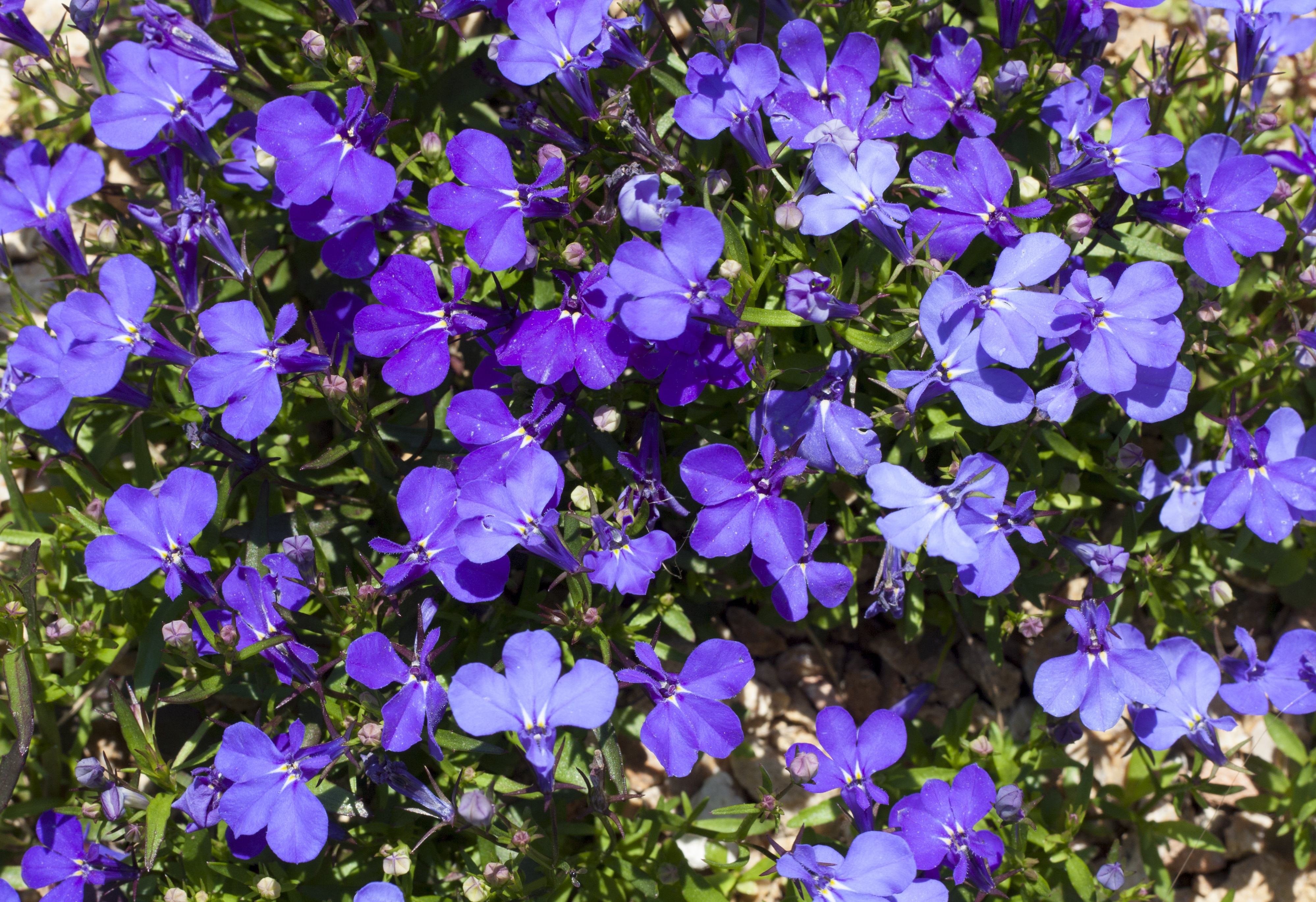 Blue Trailing Lobelia Sapphire flowers or Edging Lobelia, Garden Lobelia in St. Gallen, Switzerland photo. Its Latin name is Lobelia Erinus 'Sapphire', native to South Africa, Malawi and Namibia.