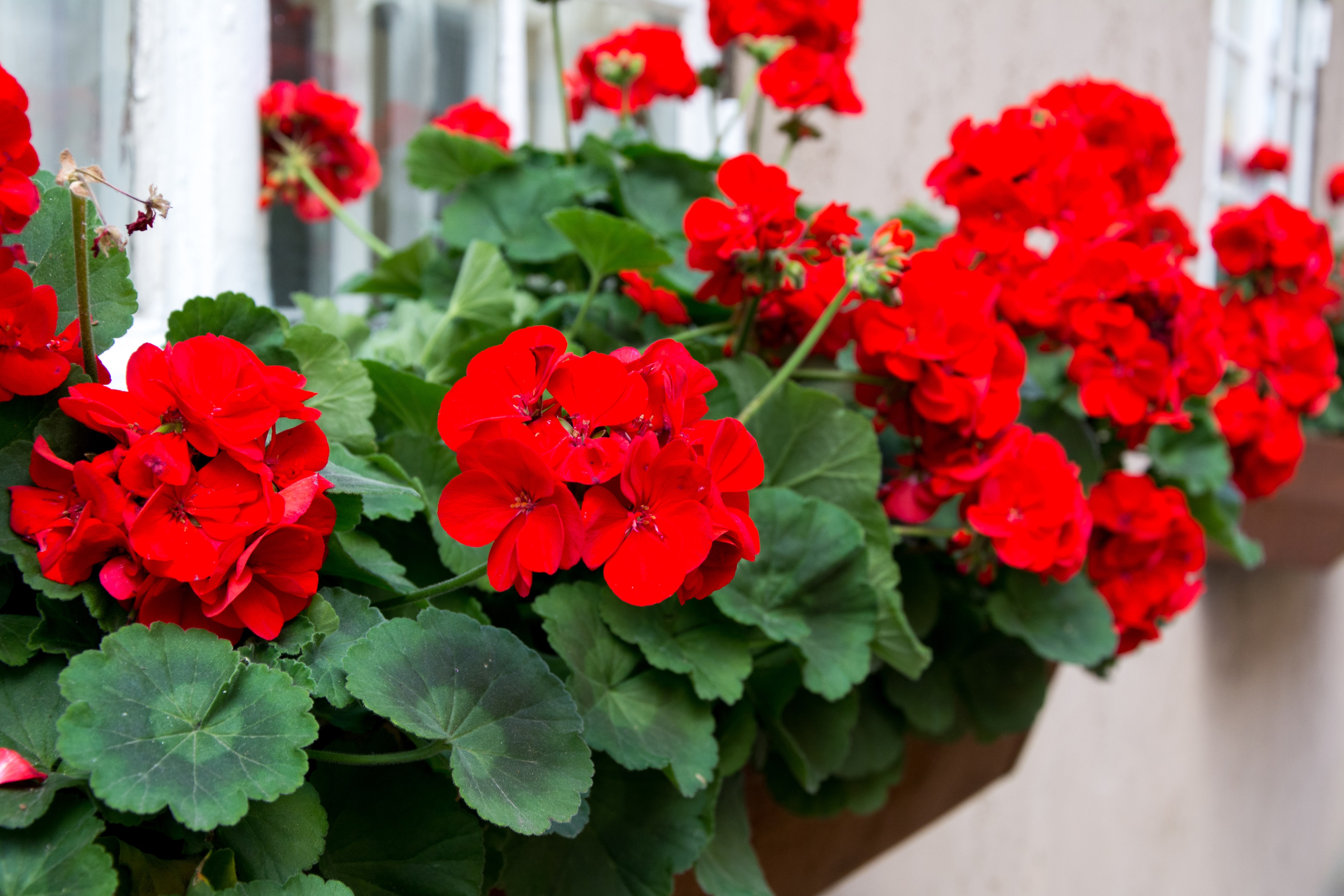 Red garden geranium flowers , close up shot / geranium flowers