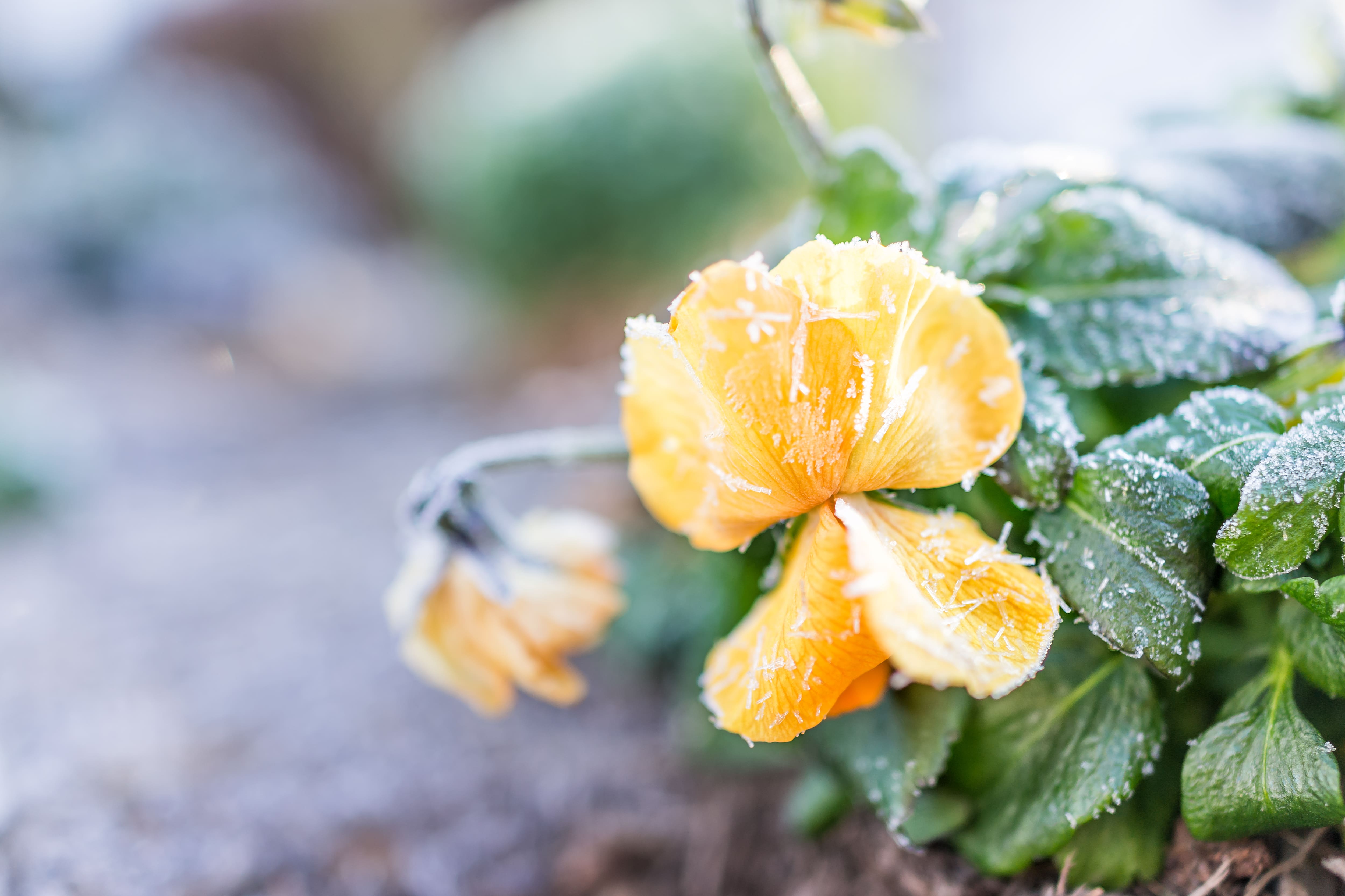 Macro closeup of yellow and orange pansy flower with frost ice crystals in winter morning in outdoor outside garden