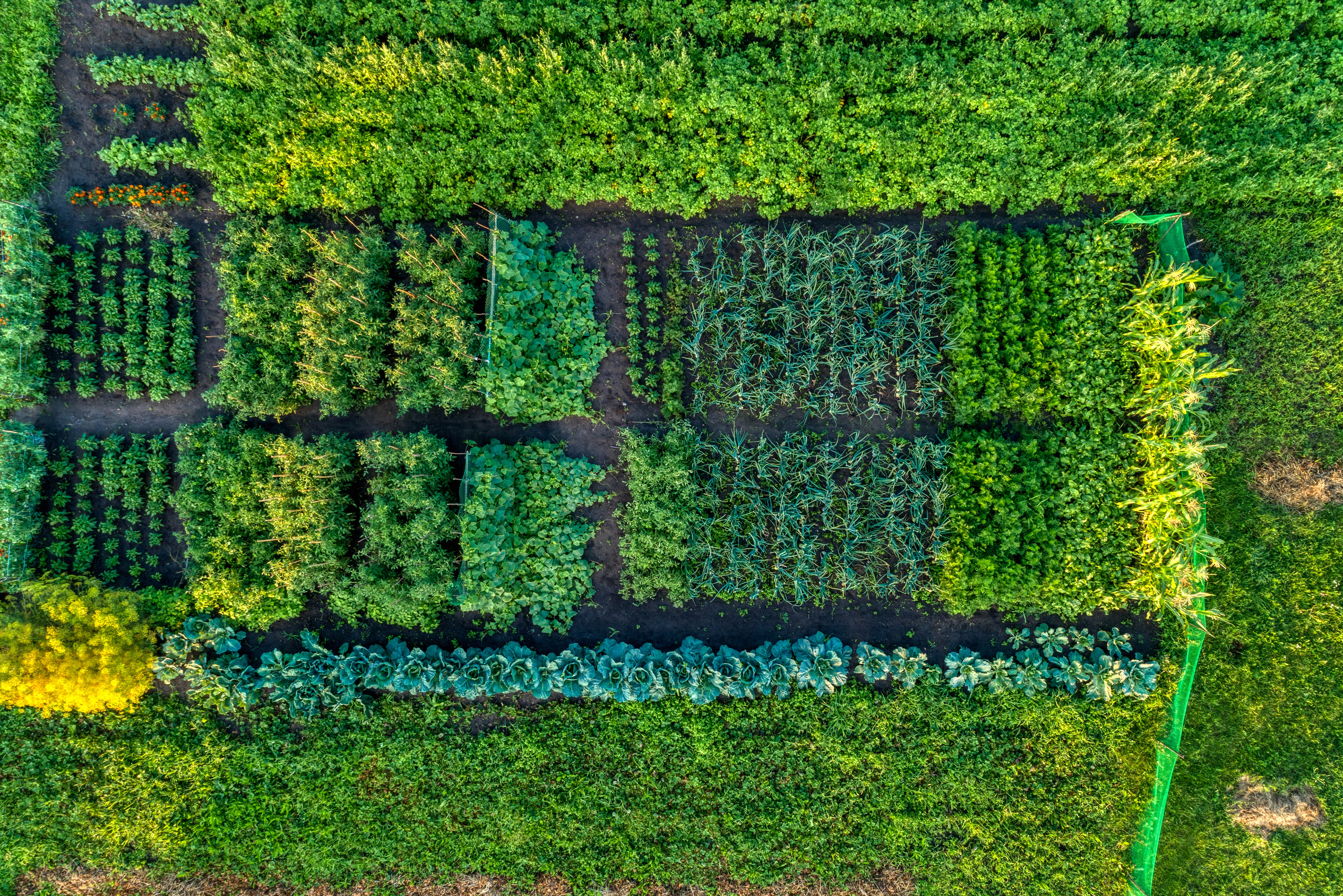 Small farm field, growing vegetables. Aerial view