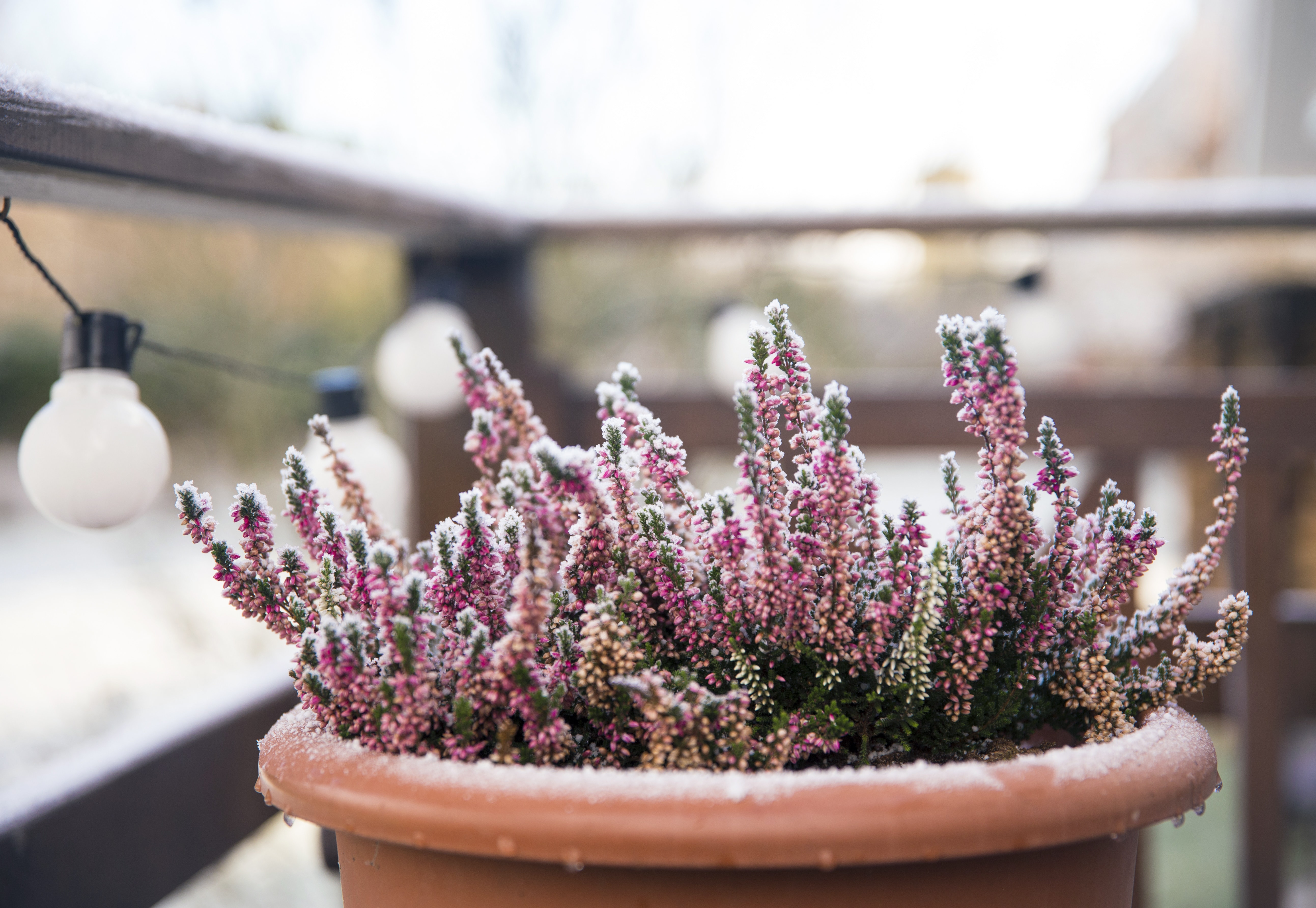 Pink heather flower growing in terracotta color garden pot, outdoors on terrace in winter, covered with white frost.