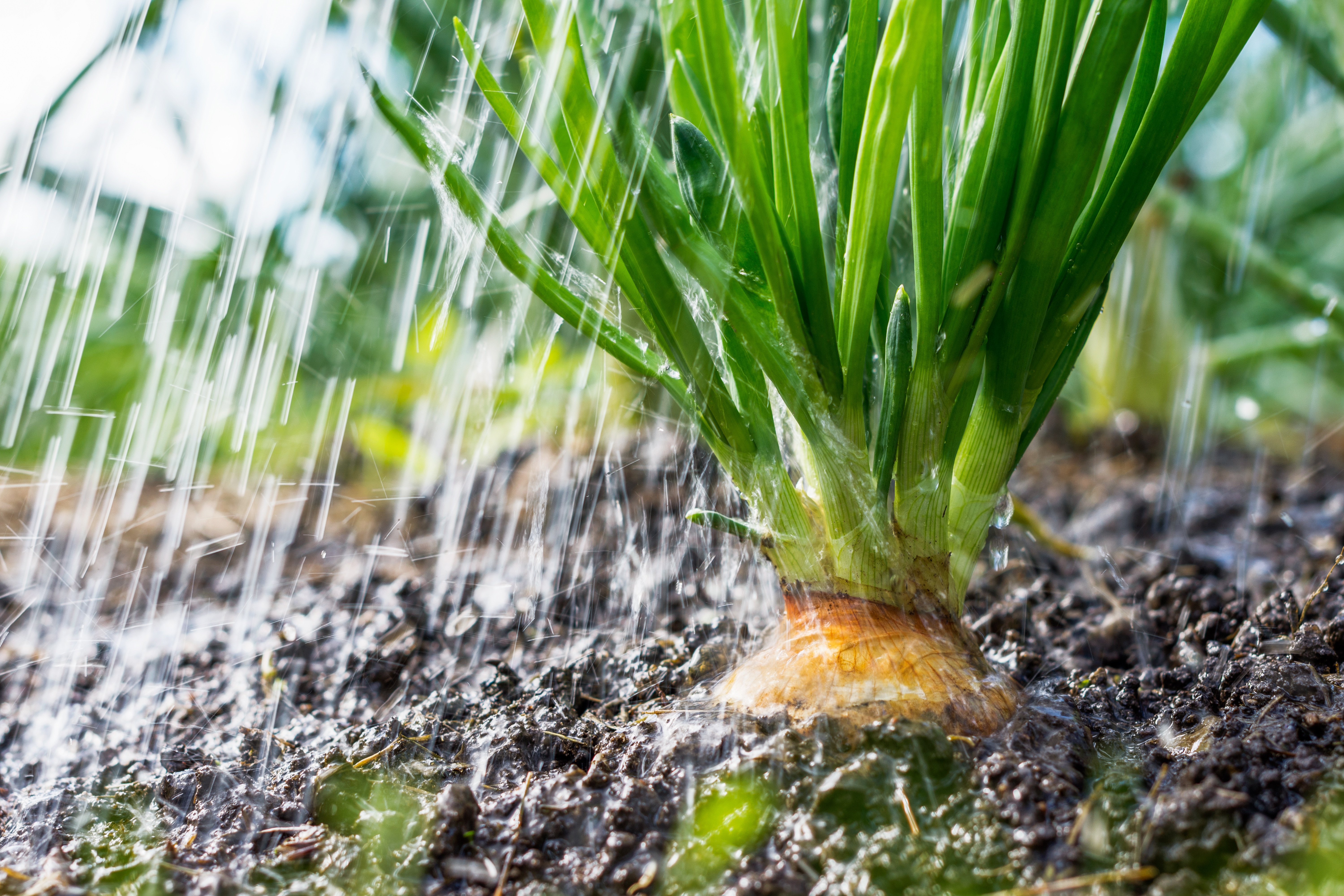 Rainfall is going in the vegetable garden; onion in the soil, agriculture and gardening concept