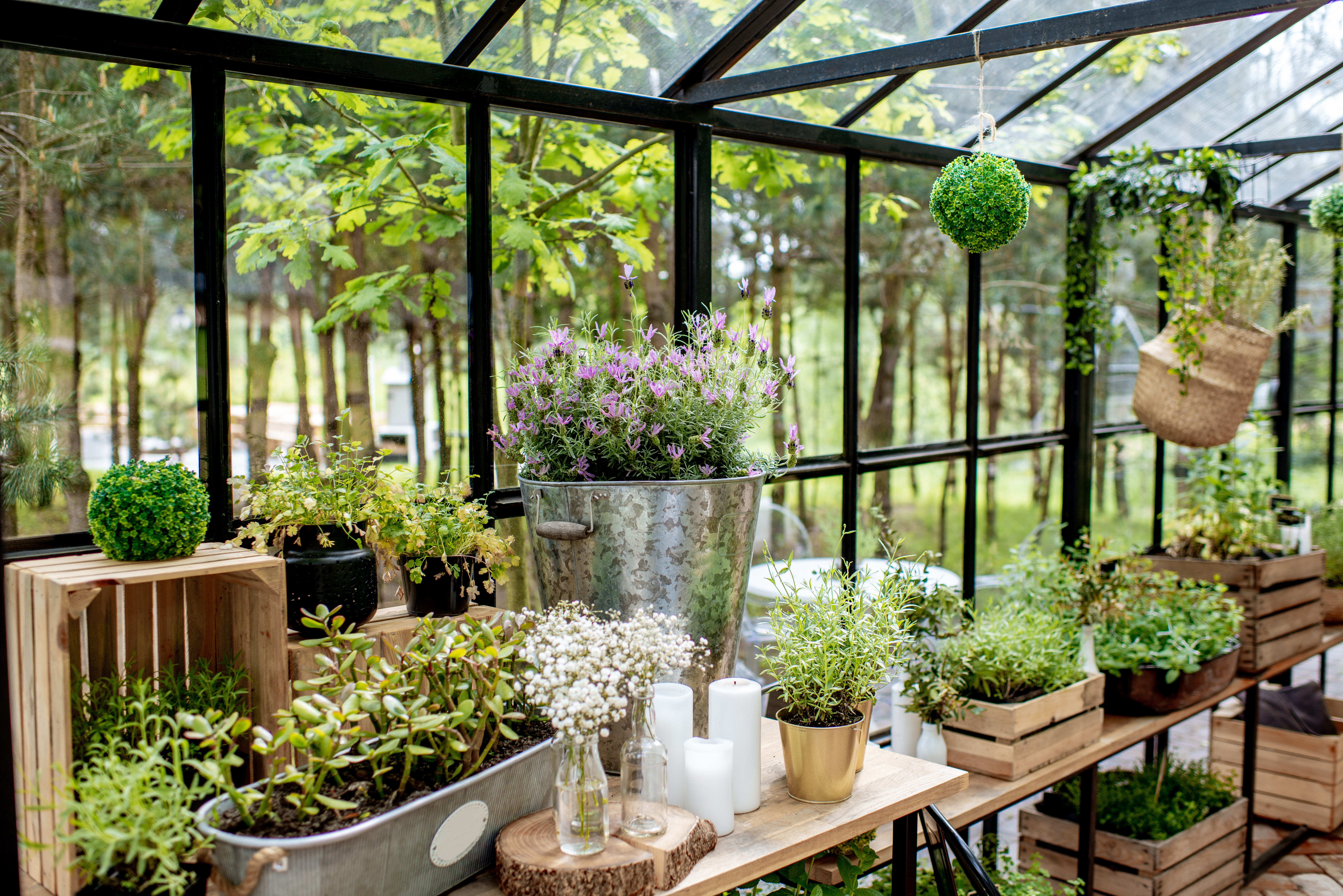 Beautiful herbs and flowers in the greenhouse