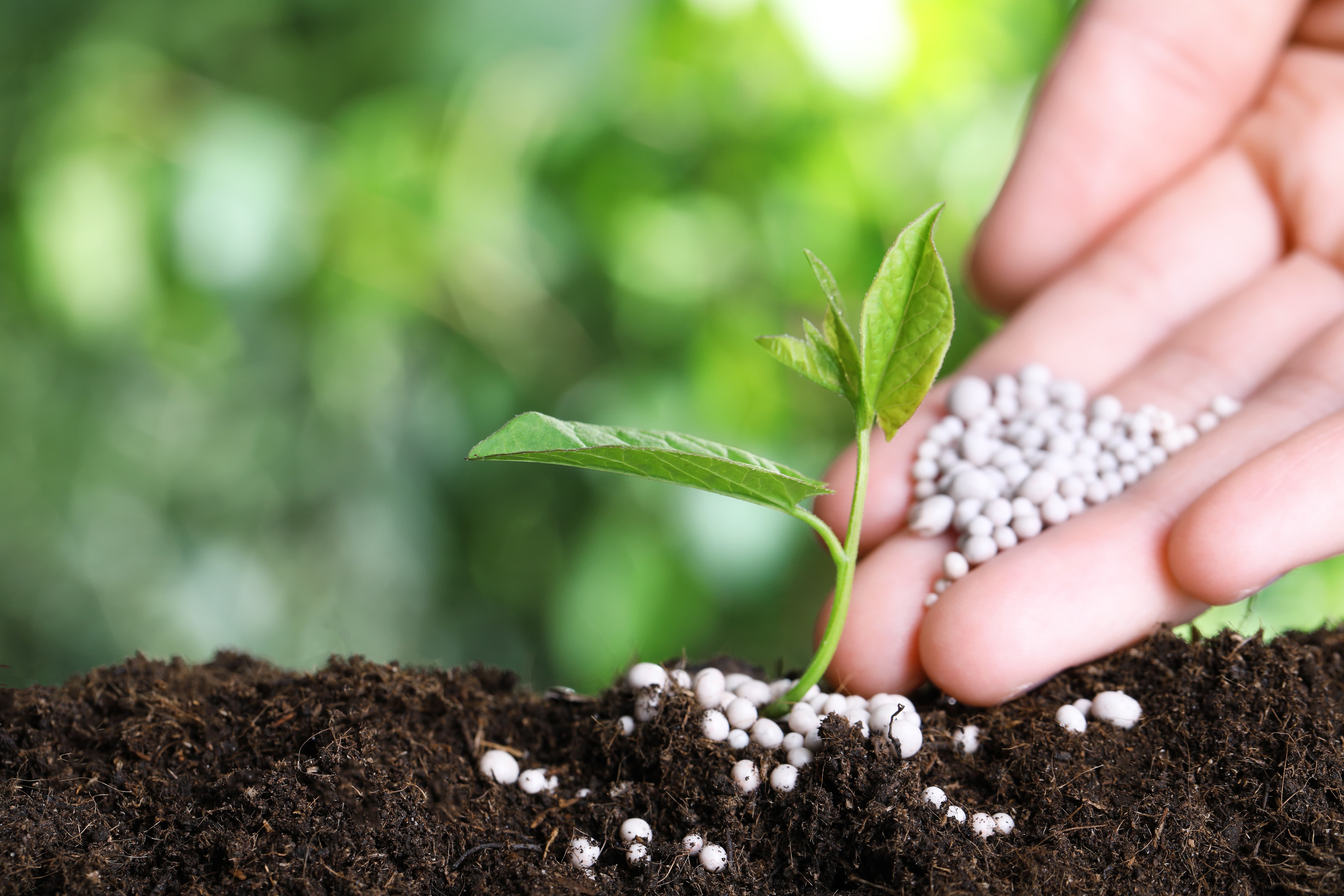 Woman fertilizing plant in soil against blurred background, closeup with space for text. Gardening time