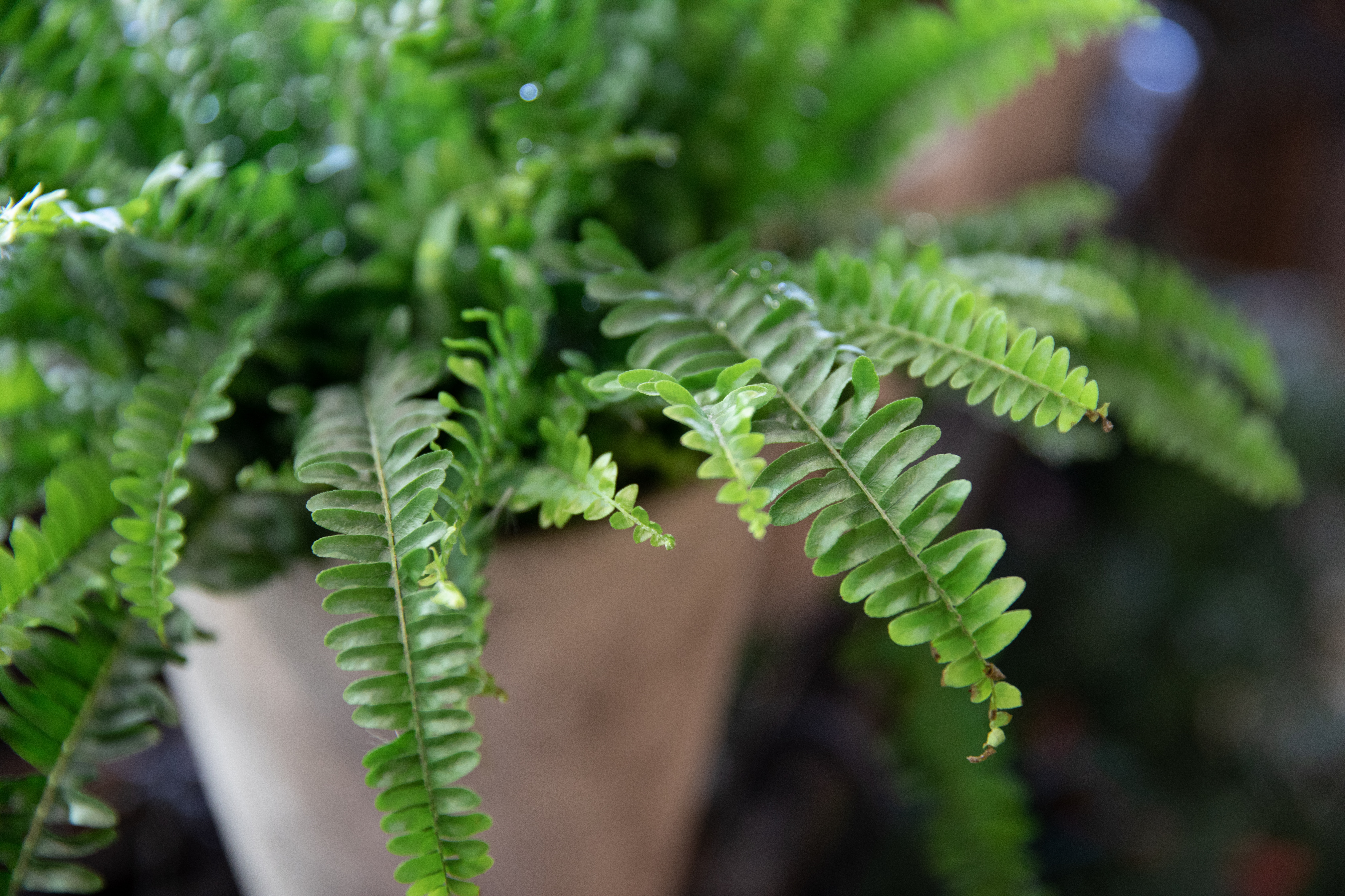 Nephrolepis or fern in a pot. Selective focus. Horizontal. Close-up.