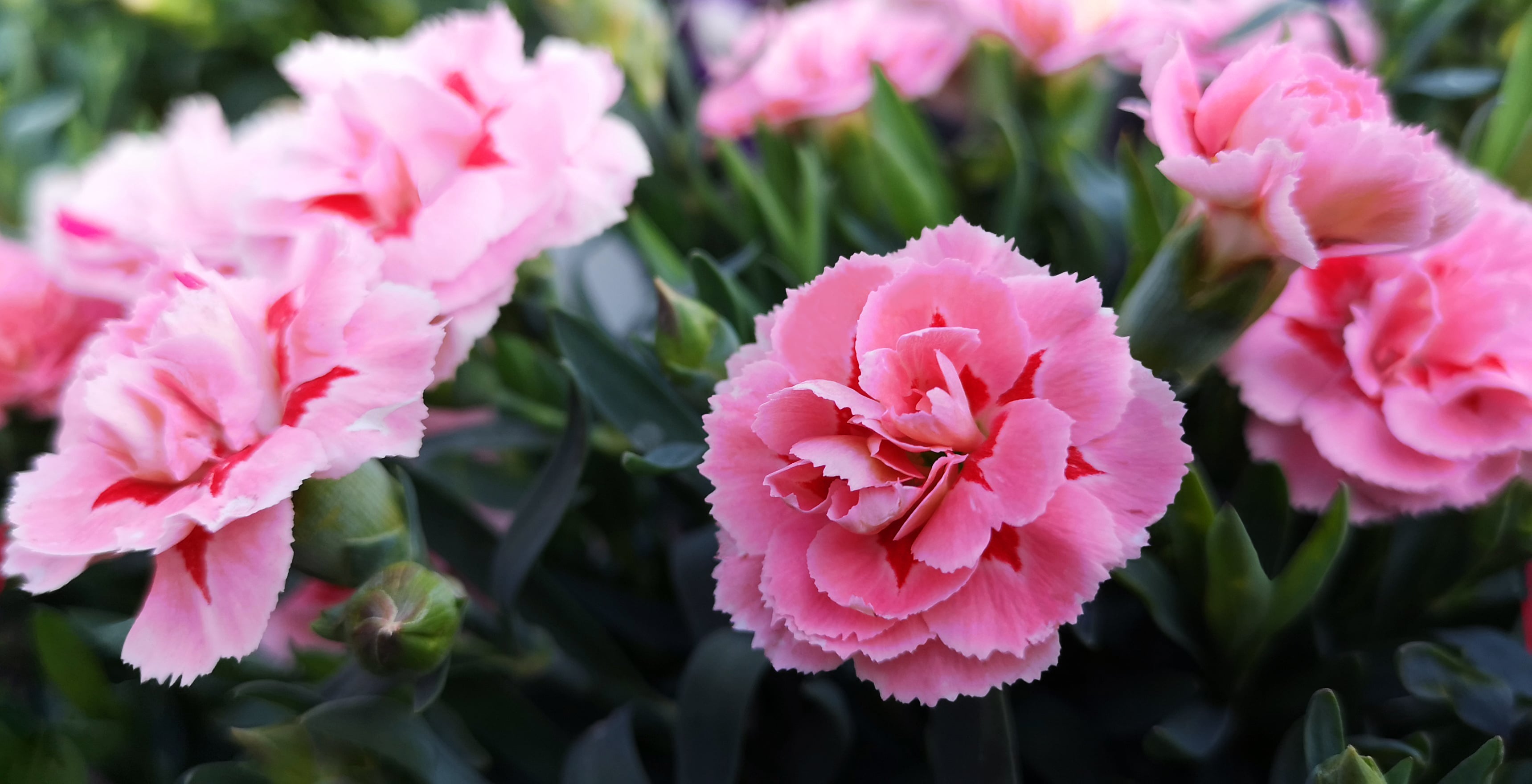 Lush bush of bicolor light and dark pink Dianthus caryophyllus of Caryophyllaceae,also called carnation Doris,growing in garden,on sunny day.Horizontal banner, selective focus on one flower,close-up.