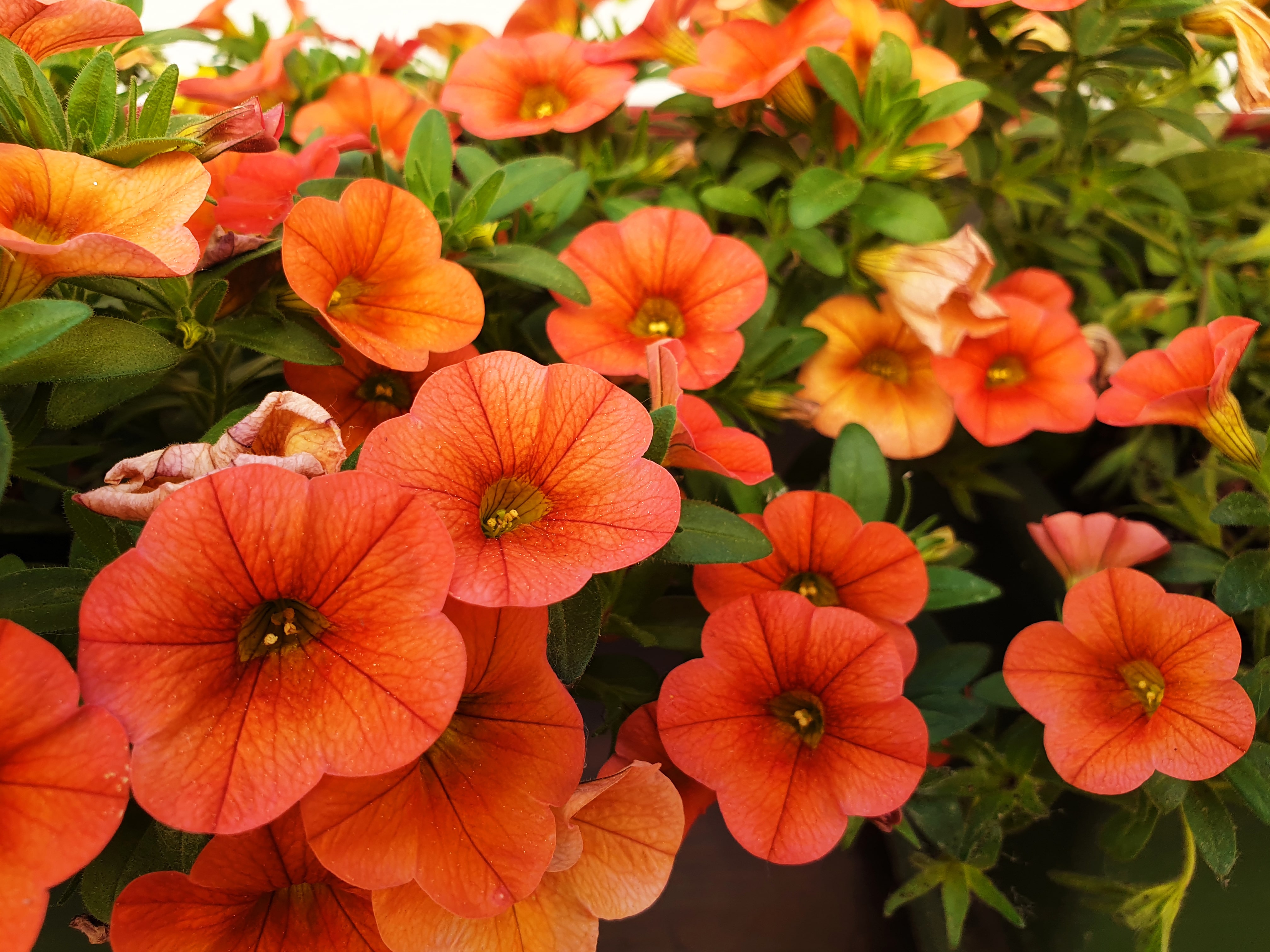 Close up of orange petunia or calibrachoa flowers.