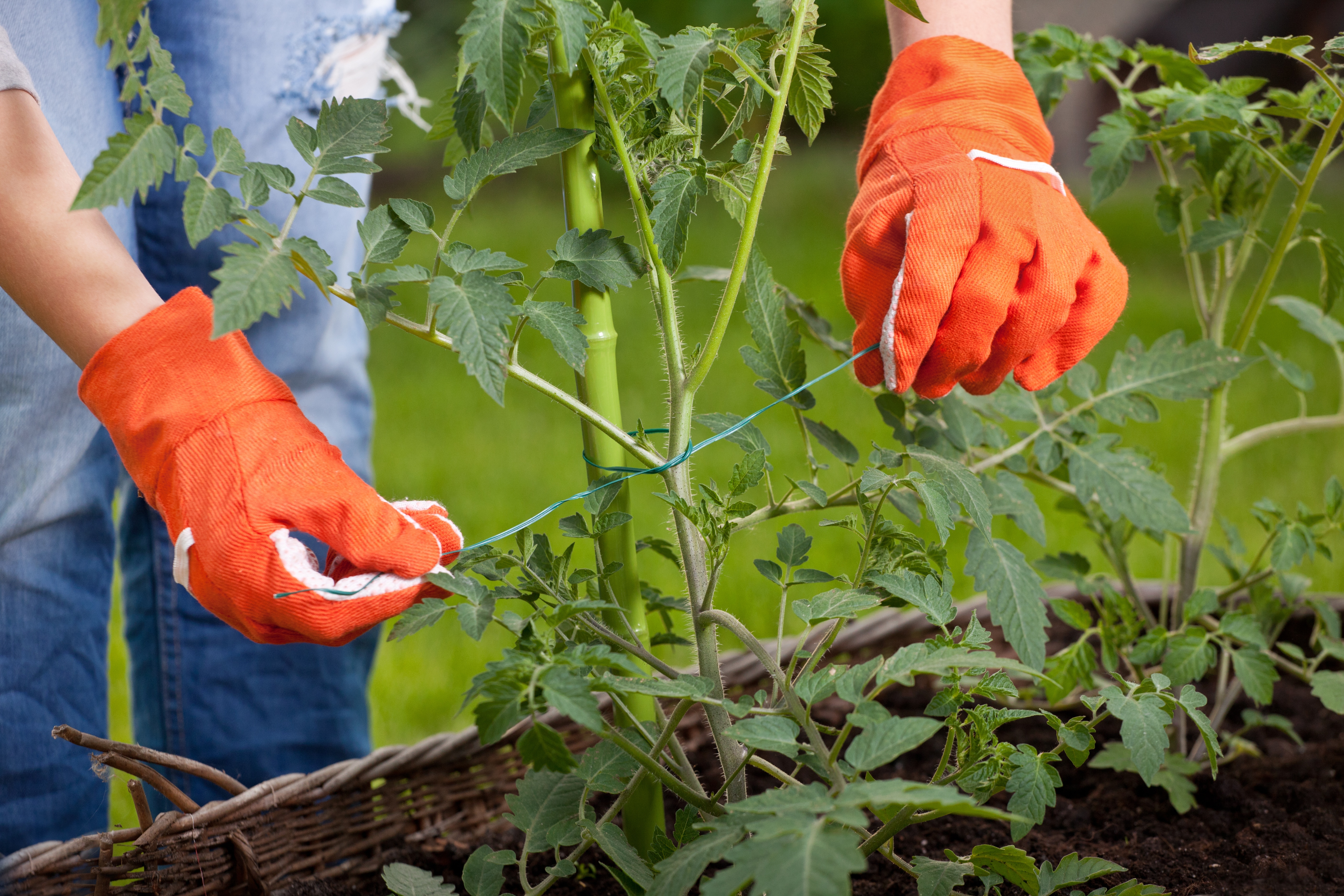 Staking cocktail tomato plants, gardening concept