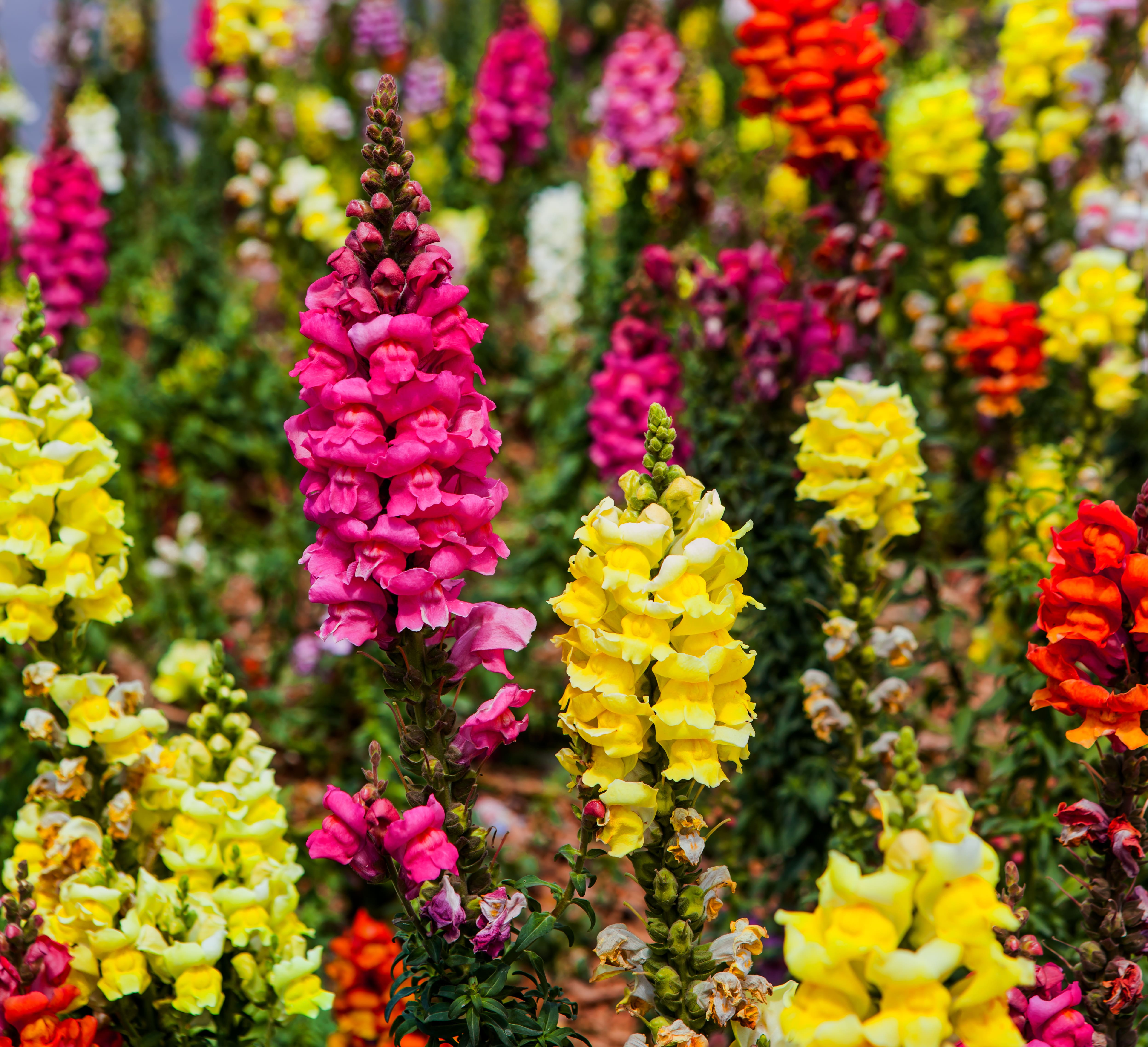 Crimson antirrhinum (snapdragon) flower