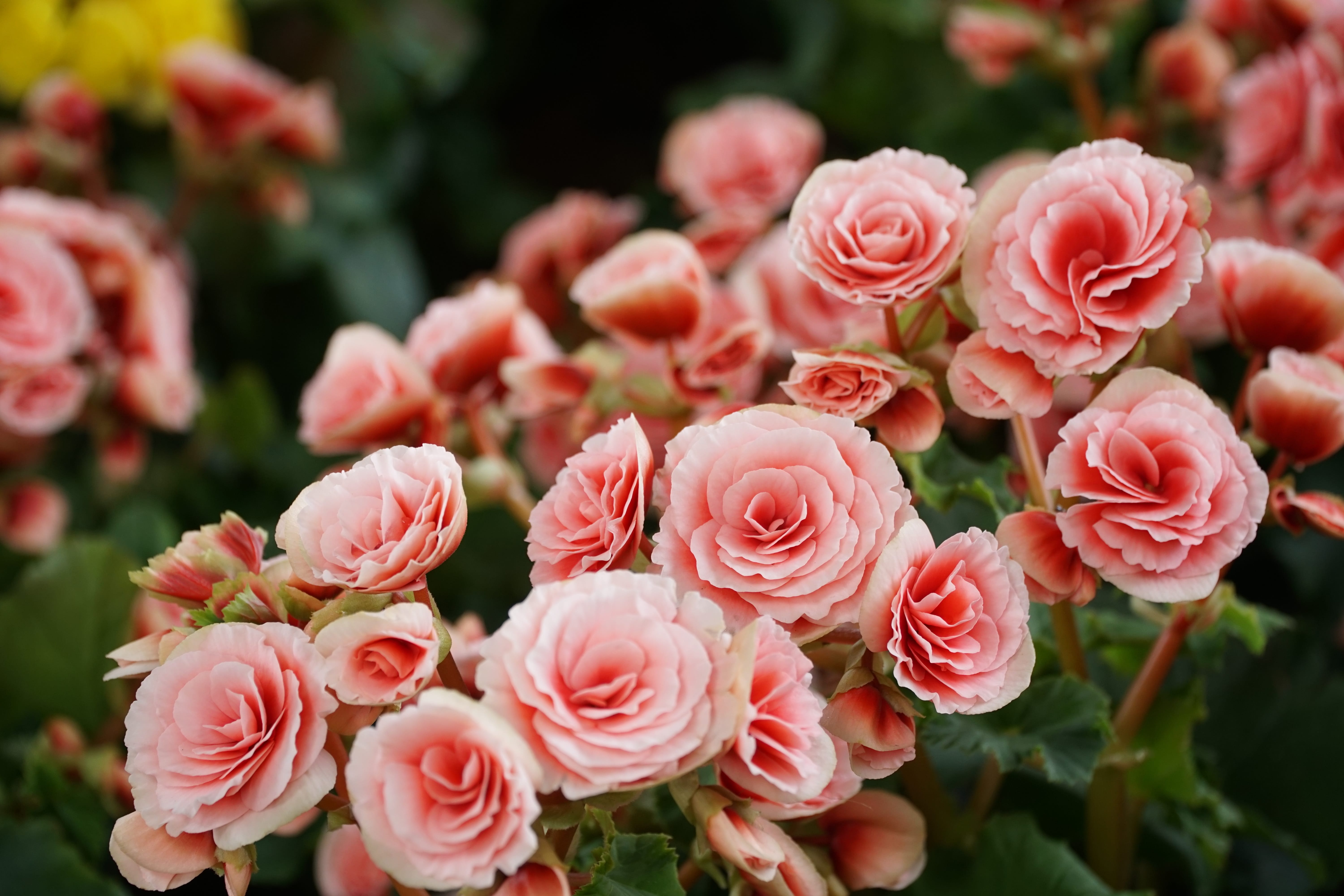 Numerous bright flowers of tuberous begonias (Begonia tuberhybrida) in garden.