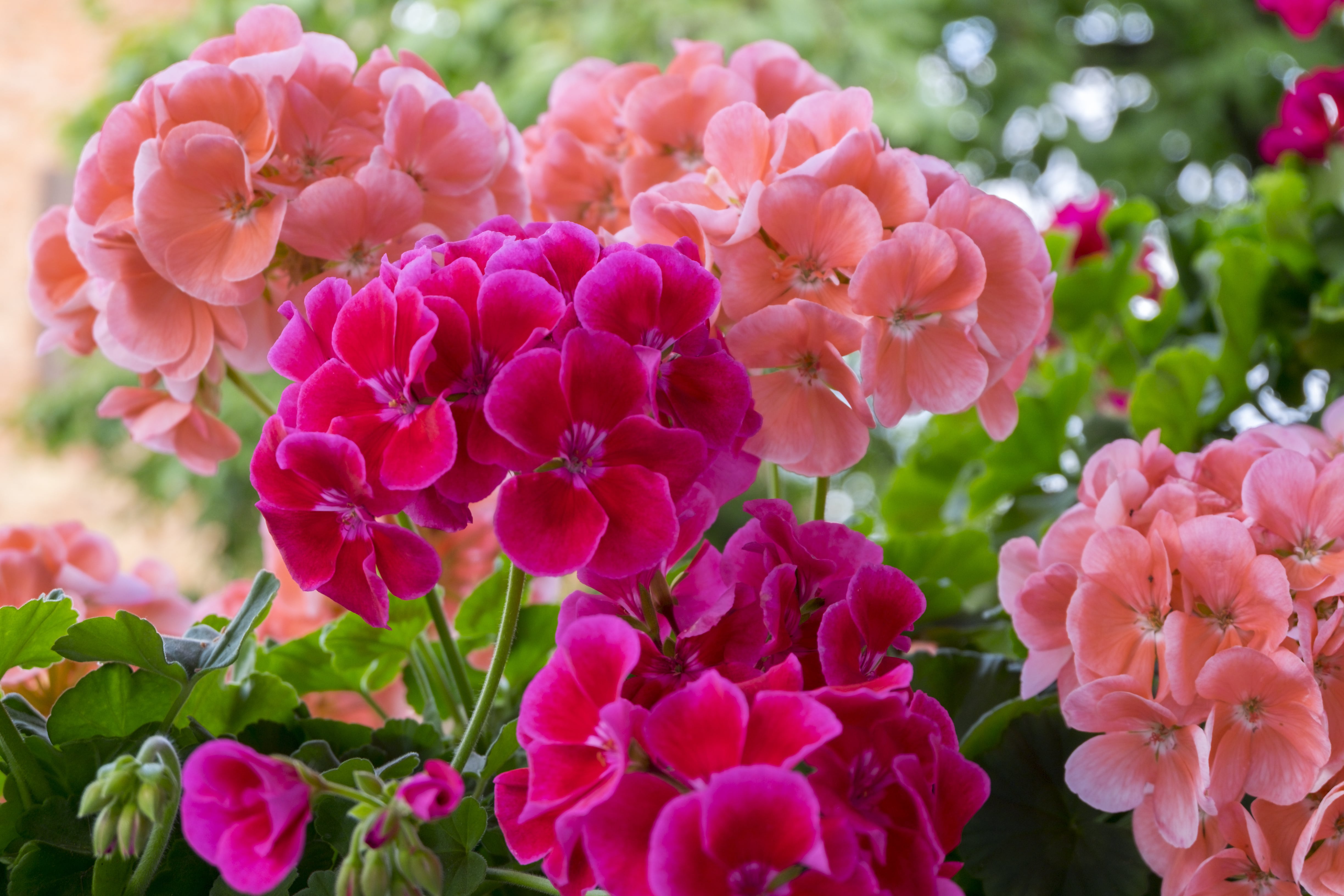 GeranienblÃ¼te, Pelargonie