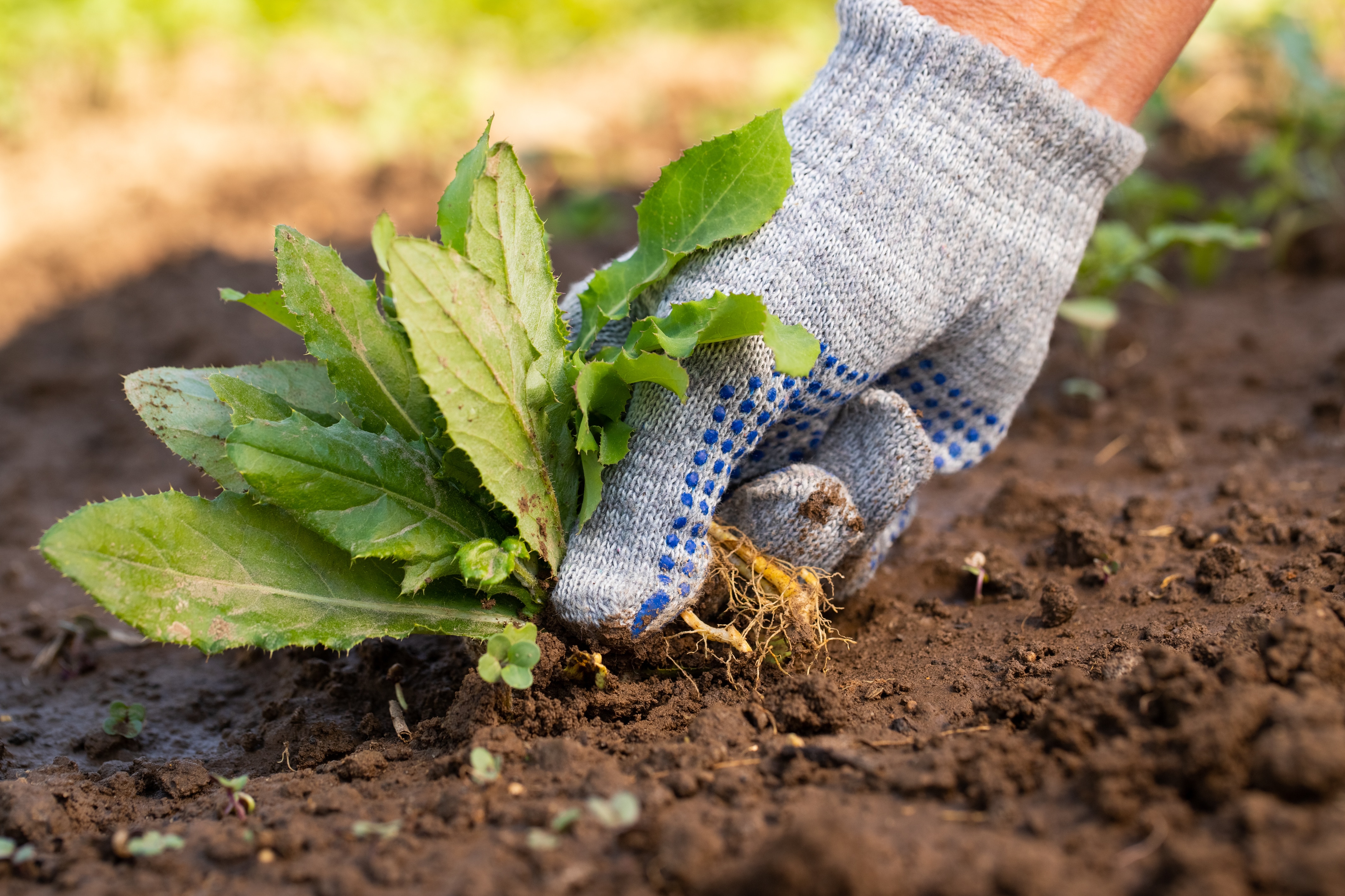 Close Up Of Gardening Hand In Glove Pulling Out Weeds Grass From Soil. Work In Garden.