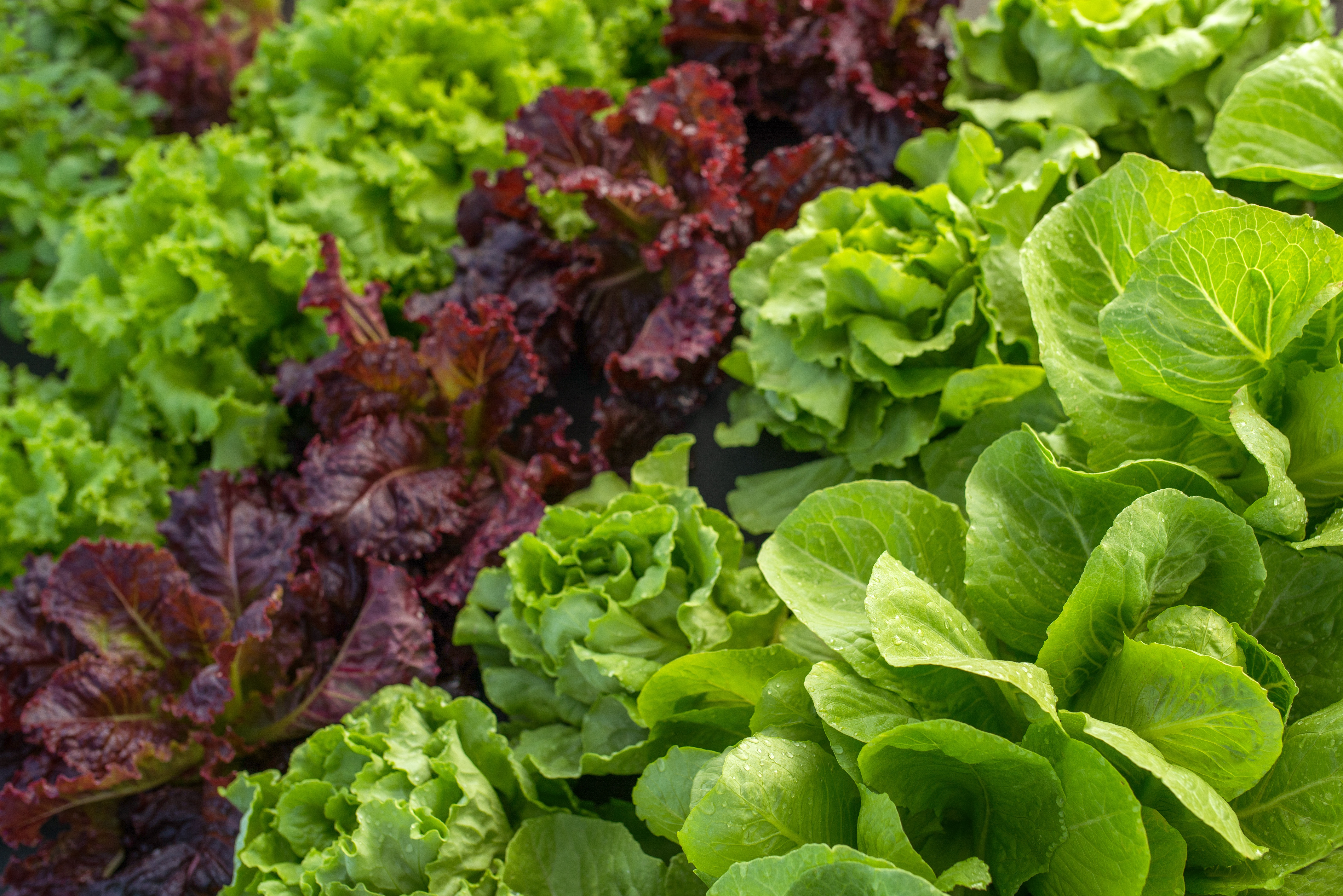 farm leaf lettuce in the field of vegetable beds