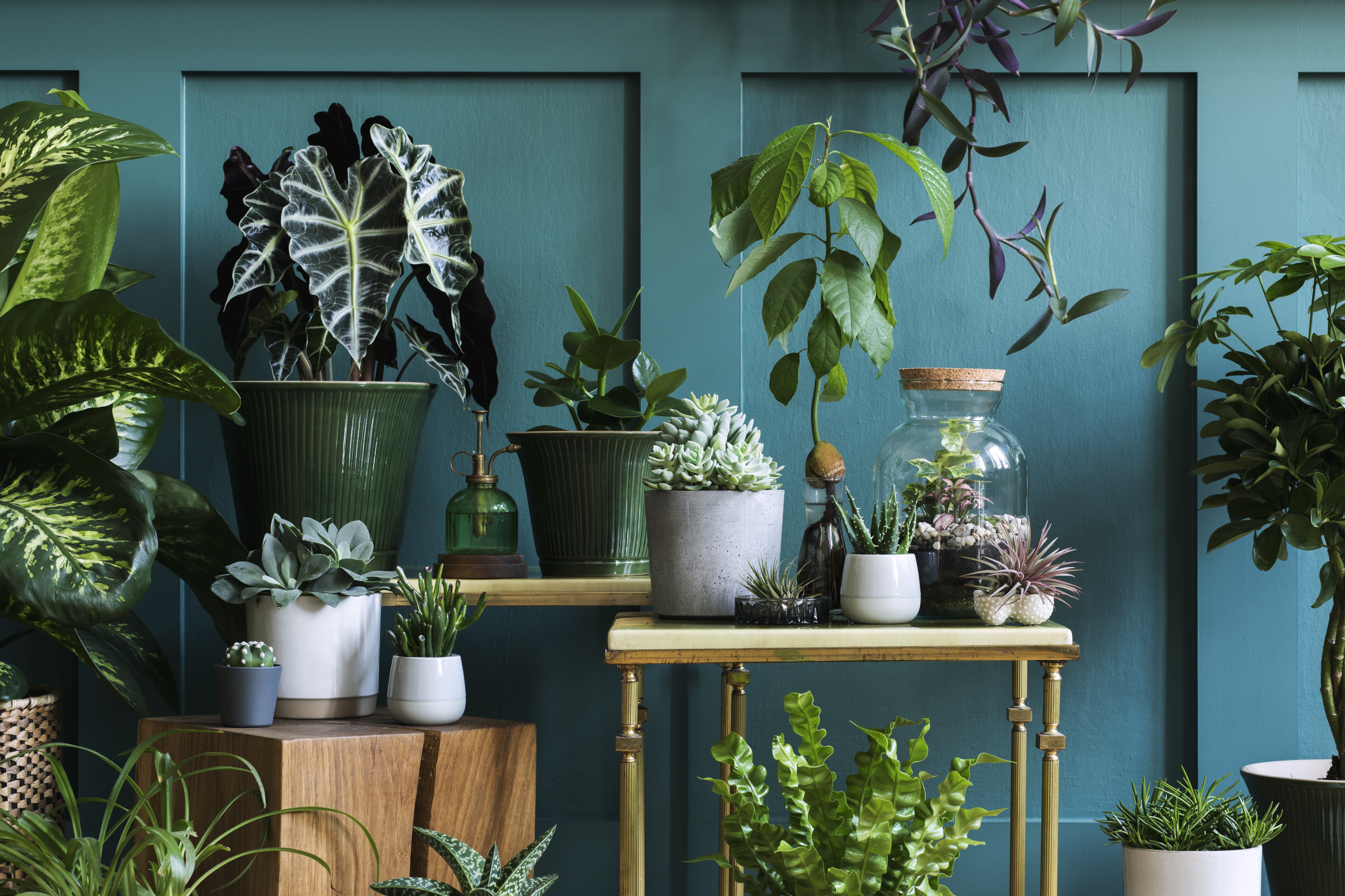 Stylish composition of home garden interior filled a lot of beautiful plants, cacti, succulents, air plant in different design pots. Green wall paneling. Template. Home gardening concept Home jungle.