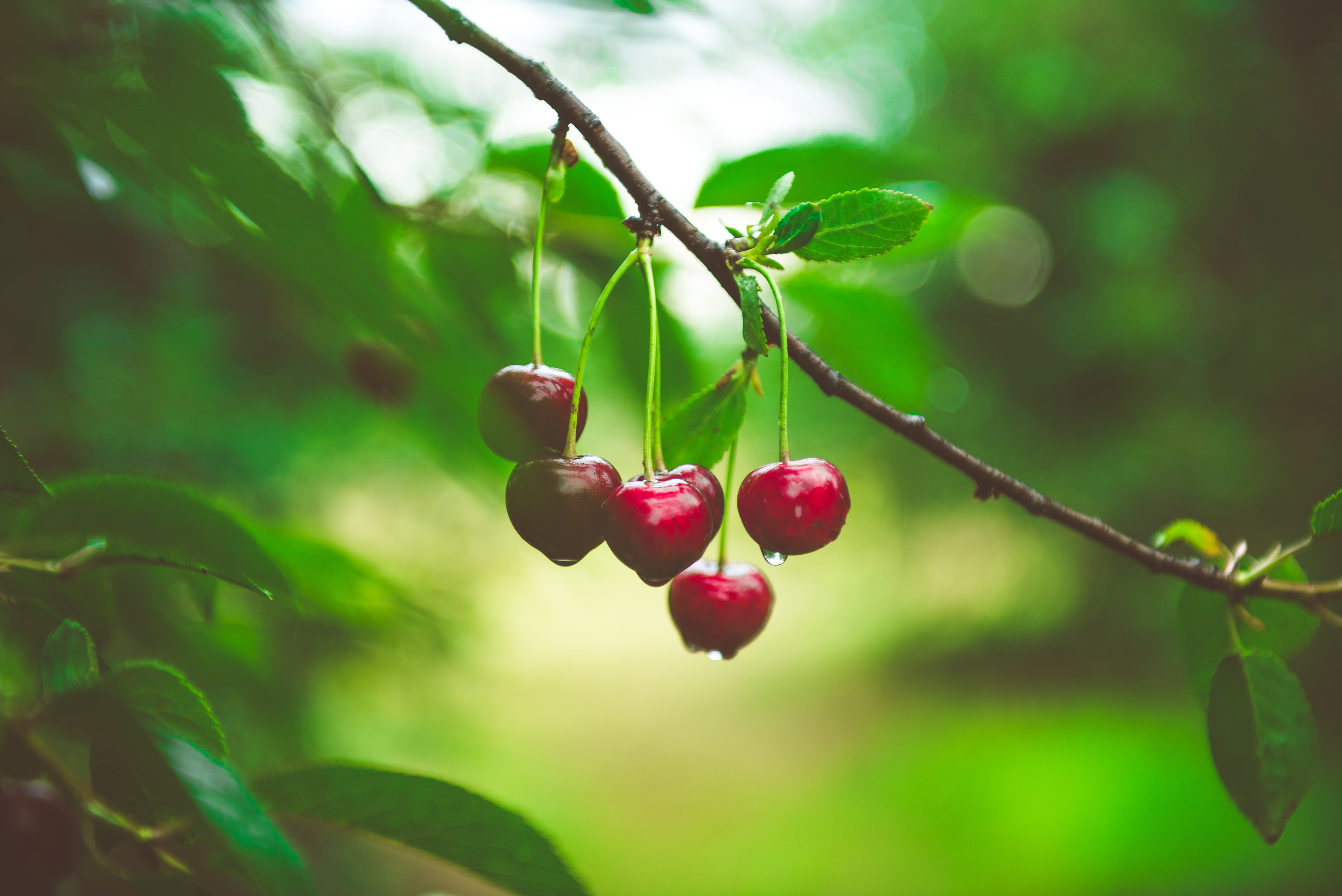 Ripe cherries growing on a cherry tree branch. Water droplets on fruits, cherry orchard after the rain. Agricultural landscape