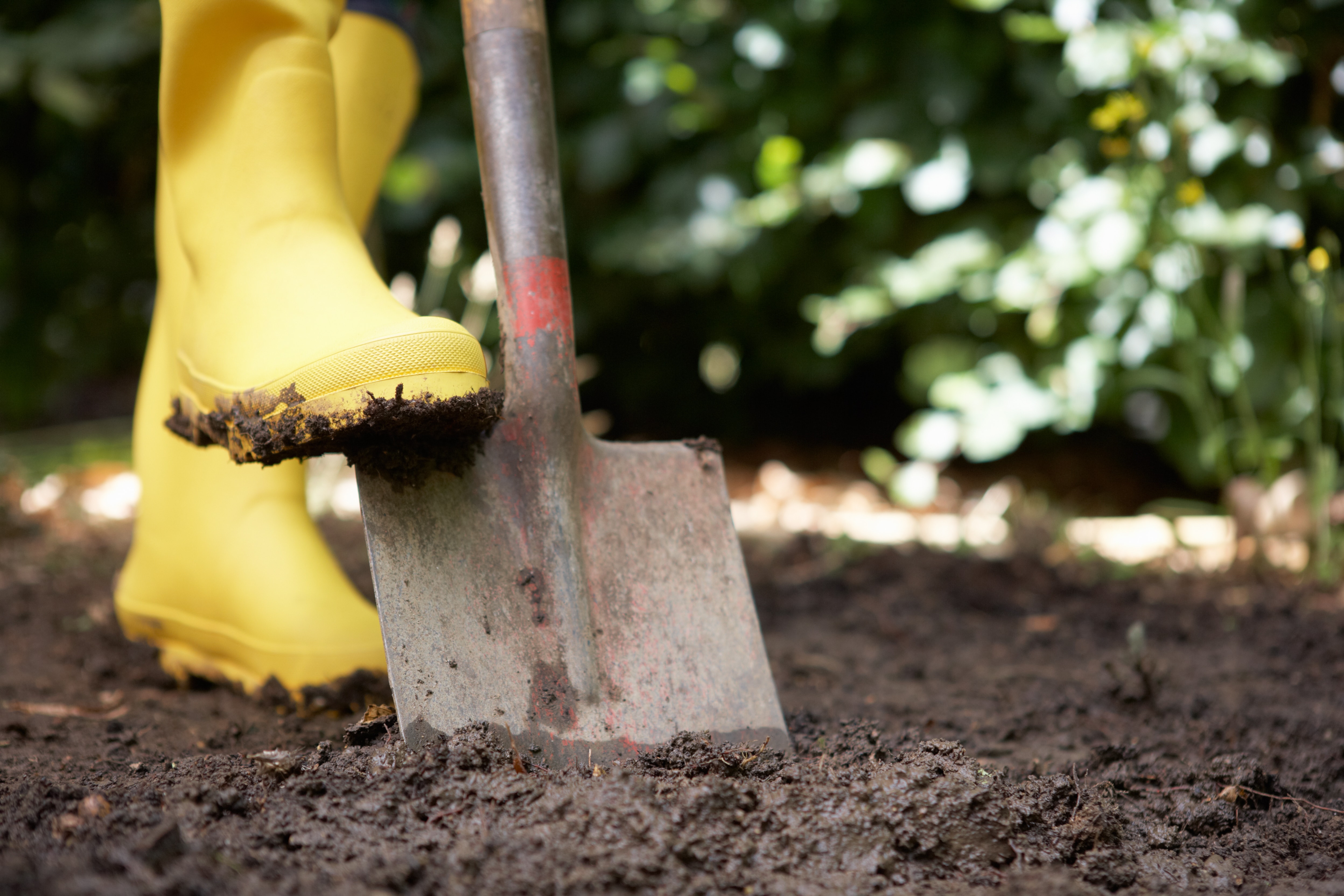 Чем обработать почву после. Лопата для огорода. Копать лопатой. Лопата в земле. Копать землю лопатой.