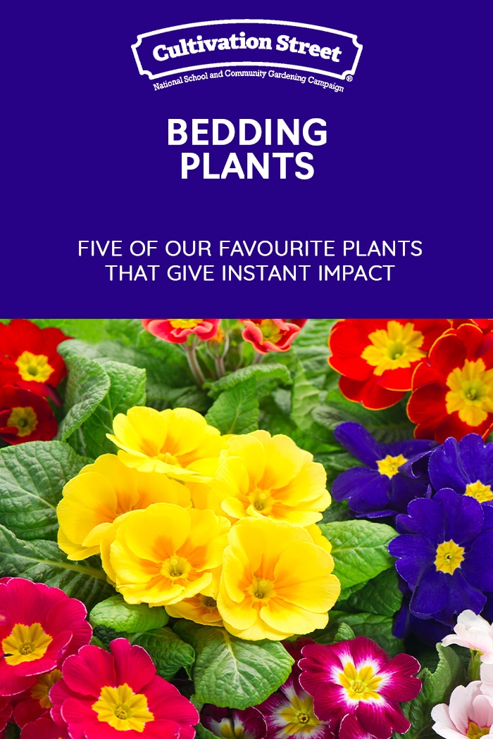 5 Bedding Plants for instant Colour Cultivation Street