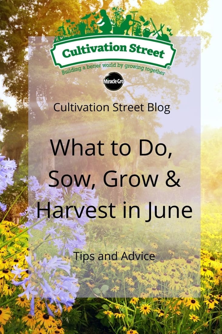 CultivationStreet Blog (4)