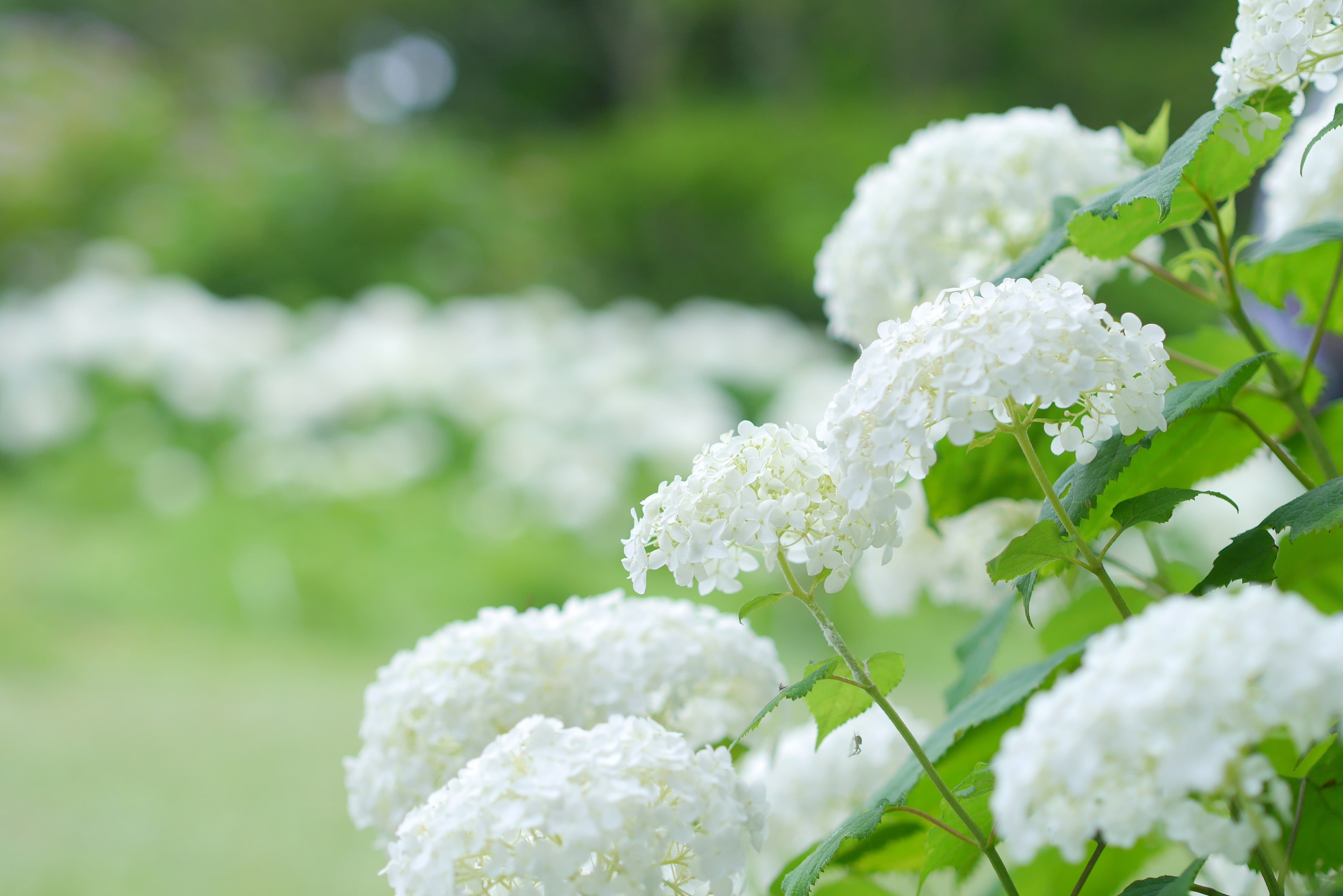 紫陽花（アナベル）