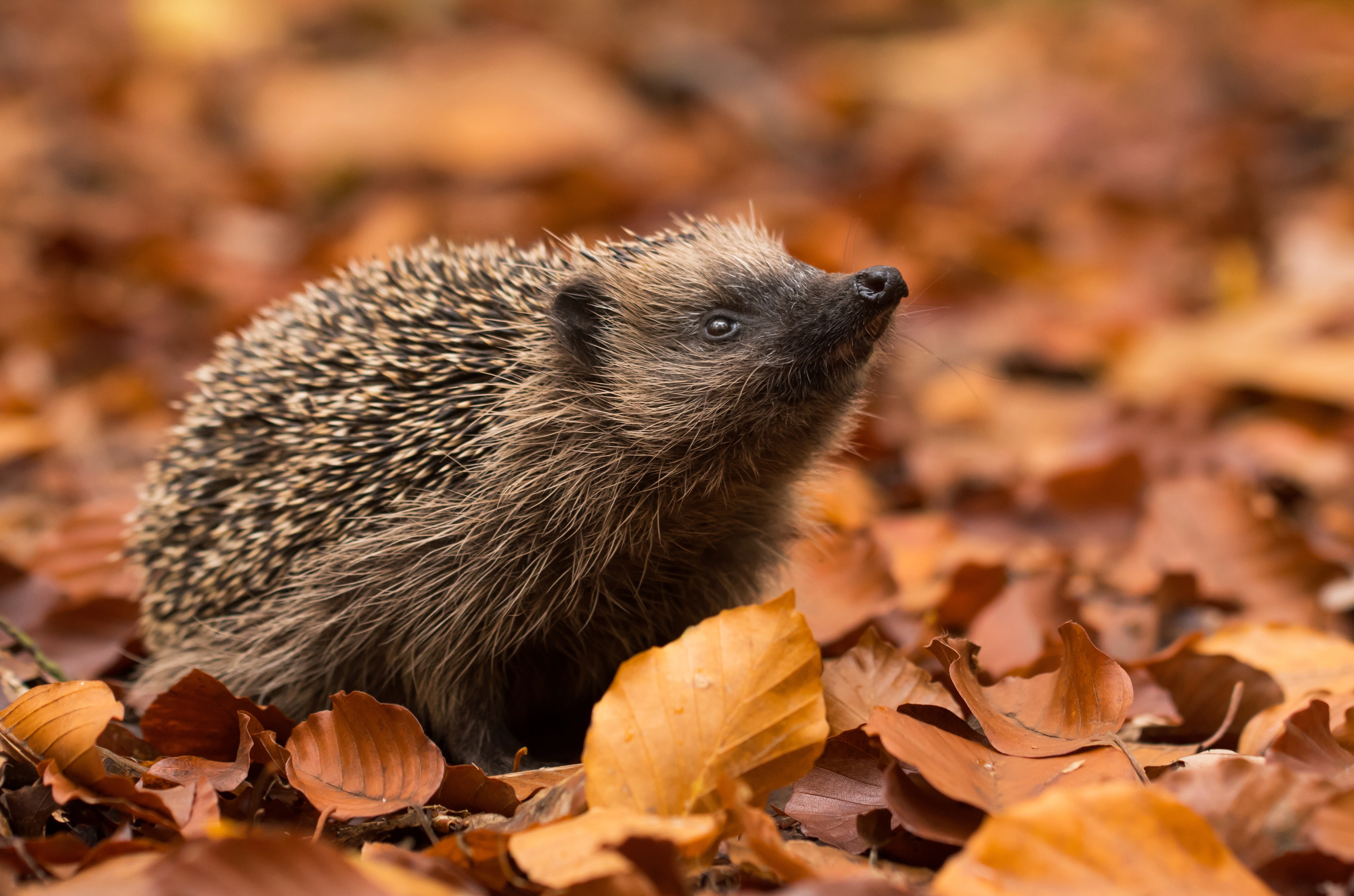 hedgehog