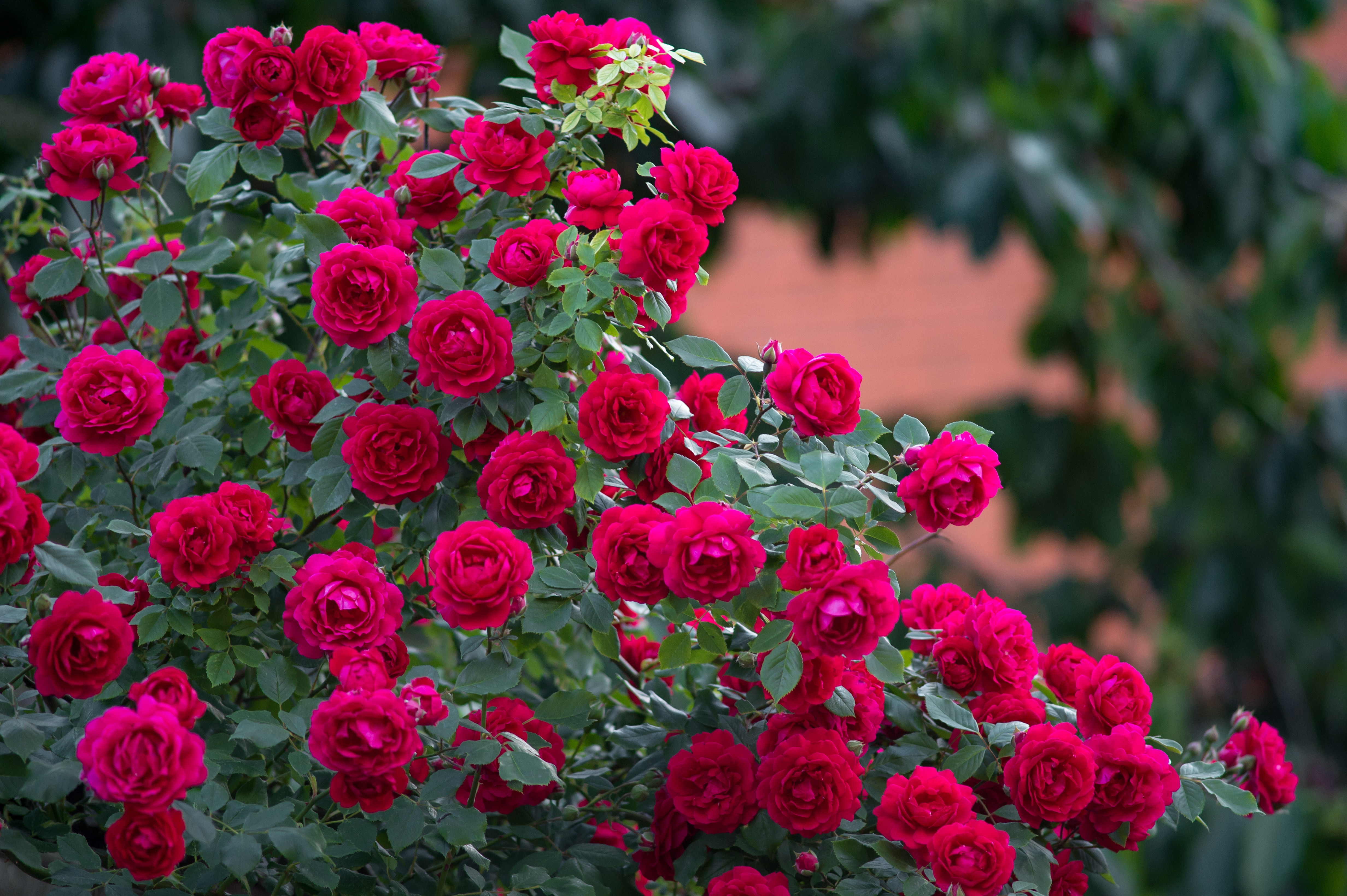 Red roses bush