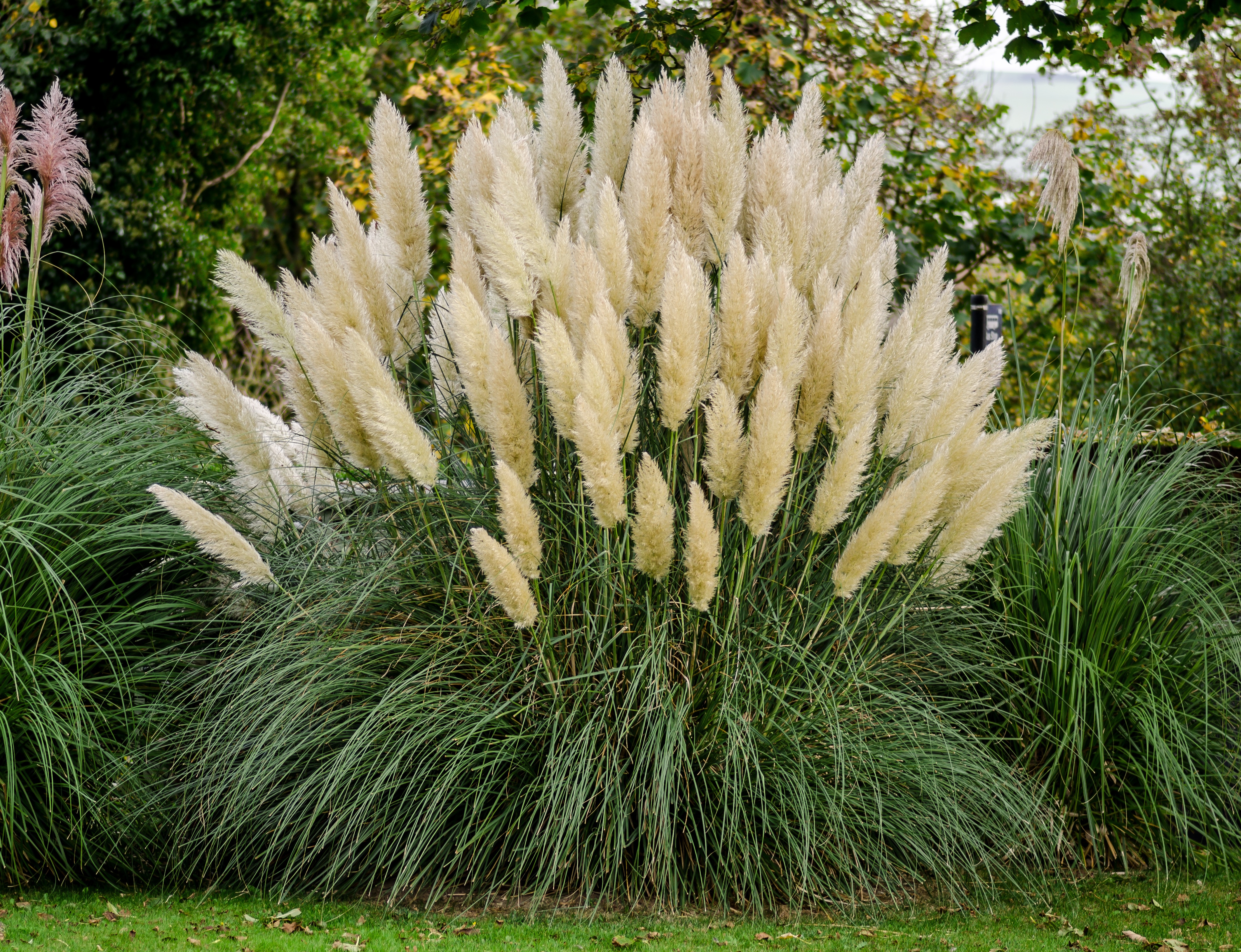 Pampas grass