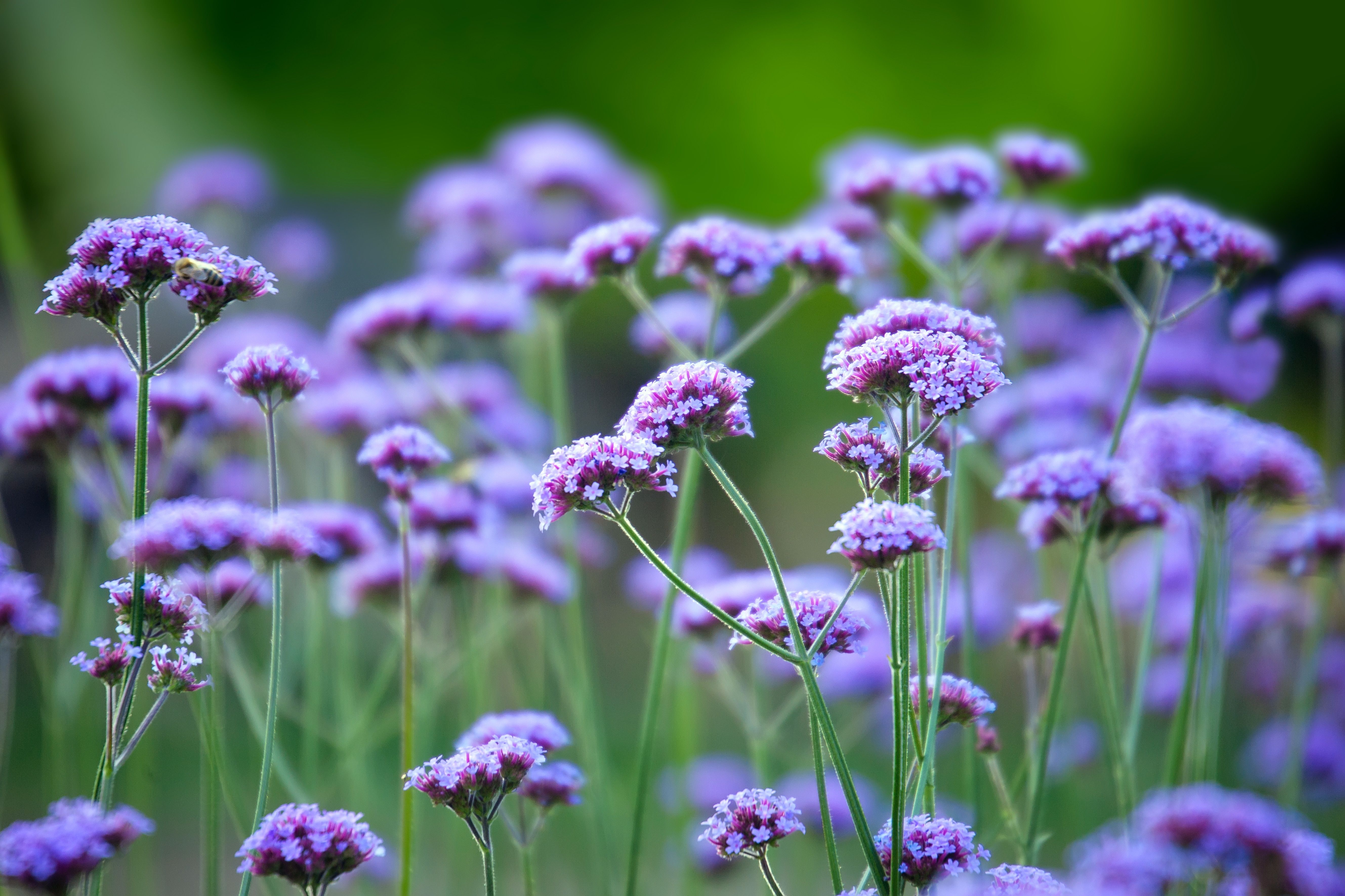 Verbena bonariensis, also know as purpletop vervain, clustertop vervain, Argentinian vervain, tall verbena or pretty verbena