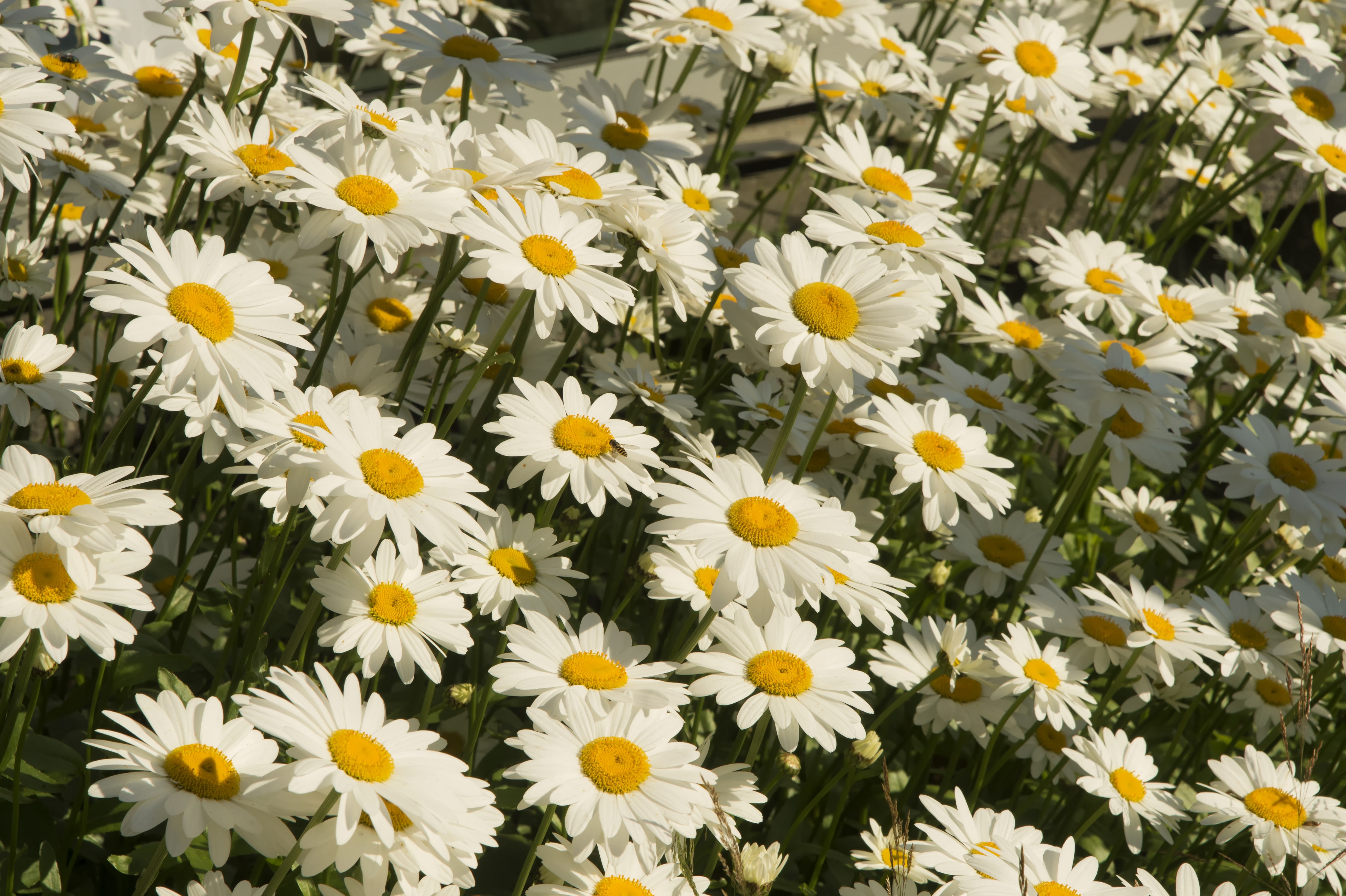 Shasta daisies blooming in park;  Ketchikan, Alaska