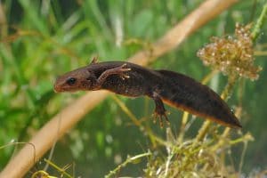 Great Crested Newt (Triturus cristatus) swimming in the water. Green background with water plants.