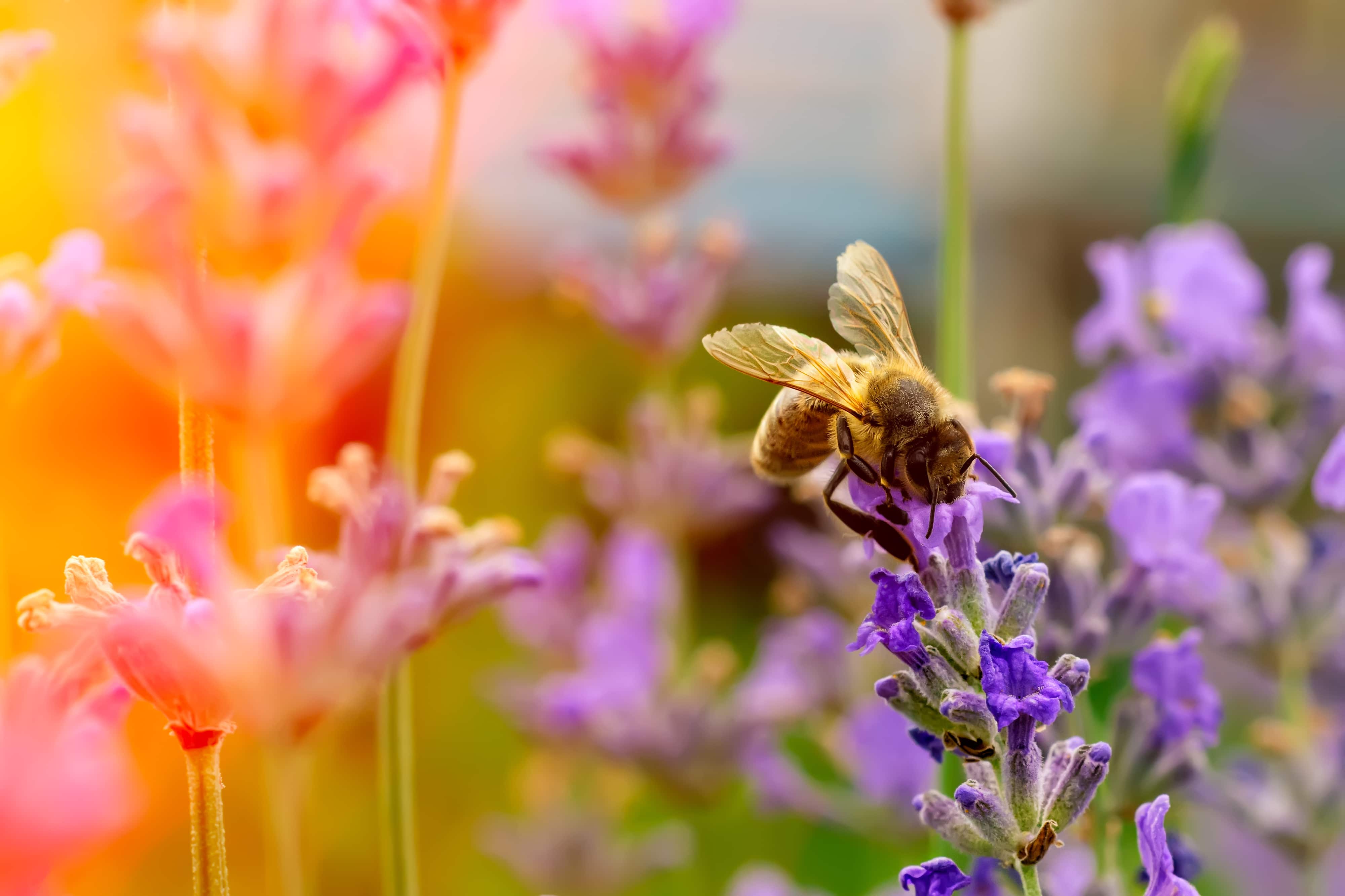 The bee pollinates the lavender flowers. Plant decay with insects