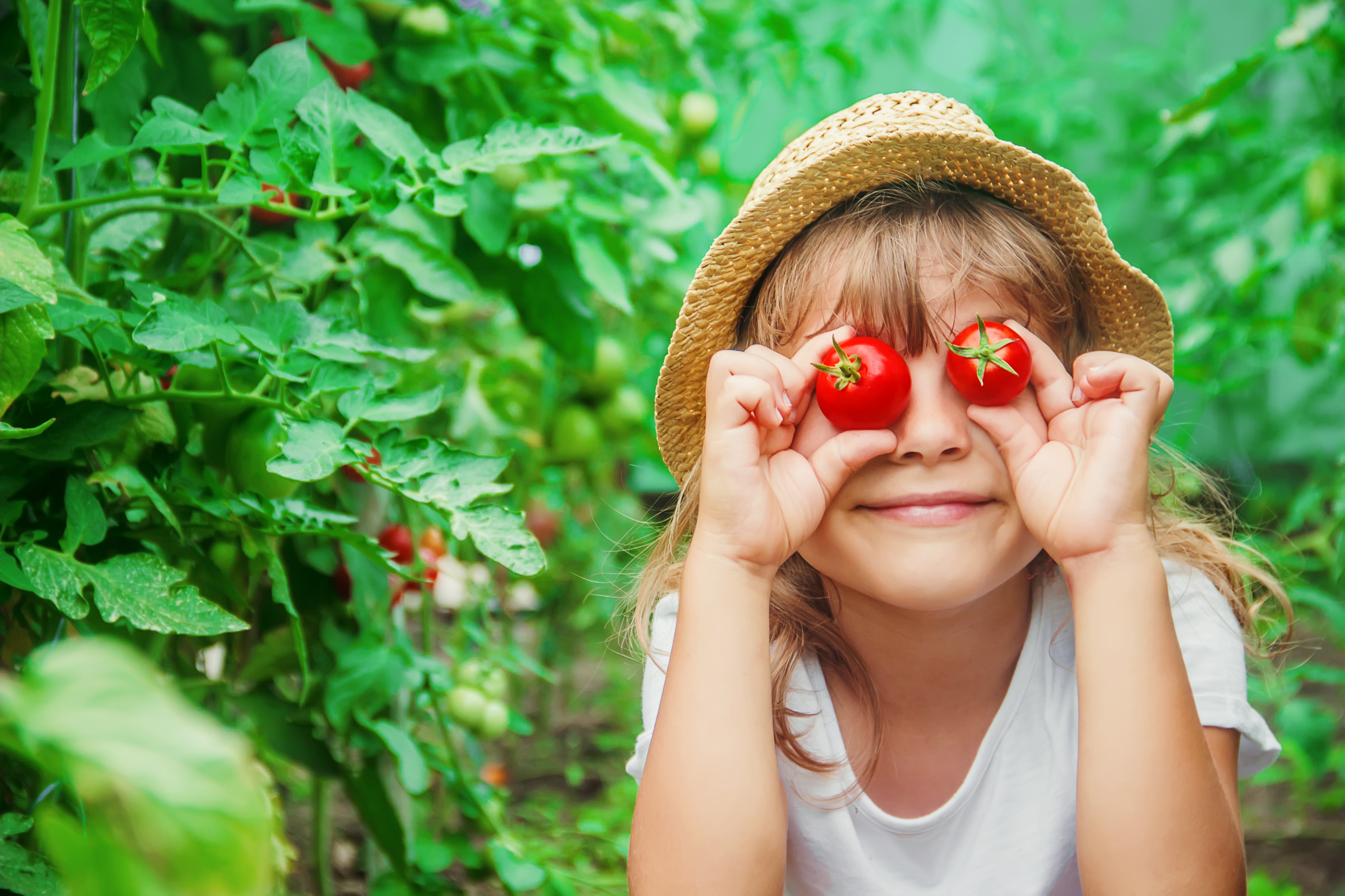 child collects a harvest of homemade tomatoes. selective focus. nature.