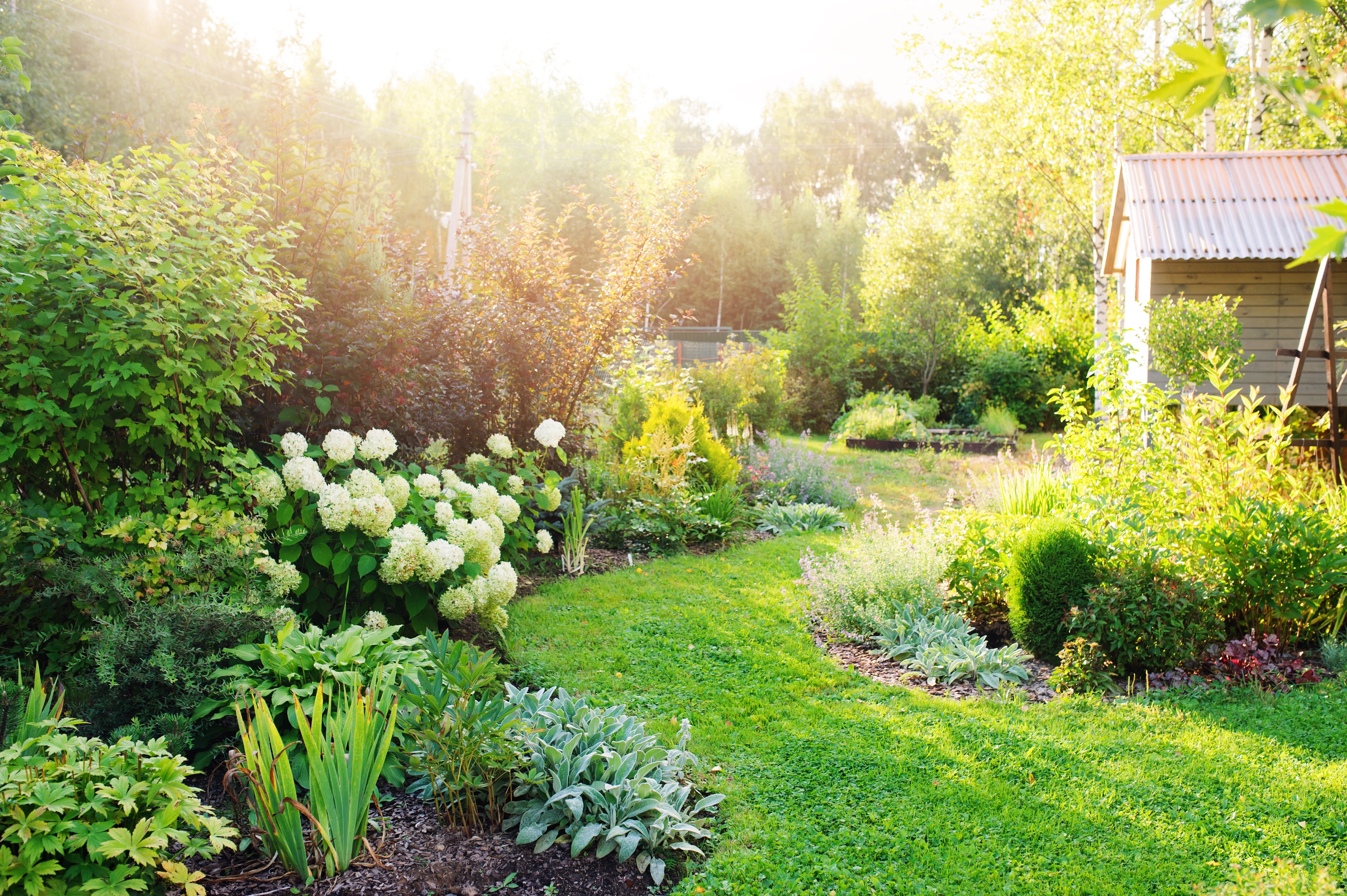 summer private garden with blooming Hydrangea Annabelle. Curvy lawn edge, beautiful pathway. Landscape design in English cottage style.