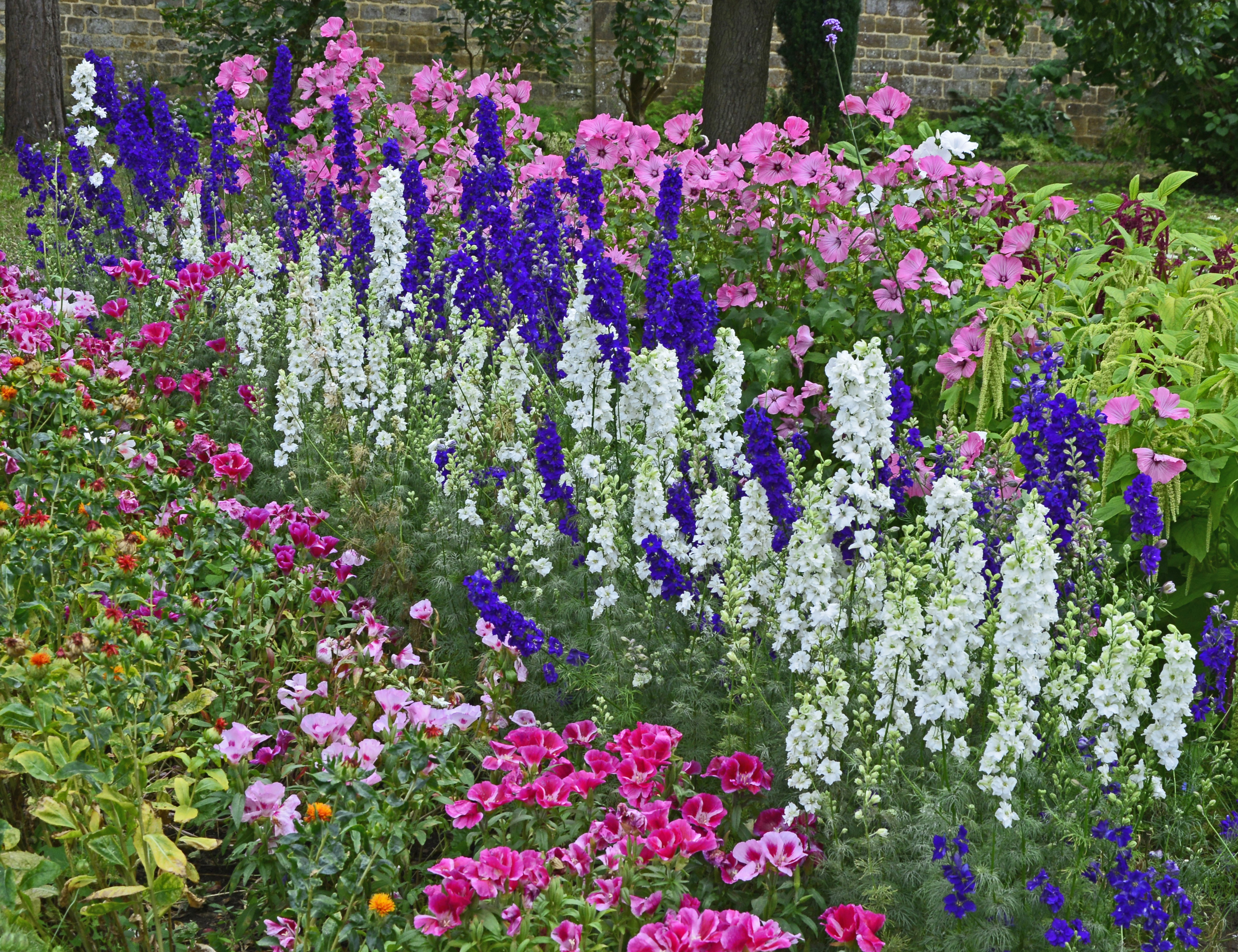 Colourful border with Delphinium consolida, Larkspur, Lavatera and Godetia flowers in a cottage garden